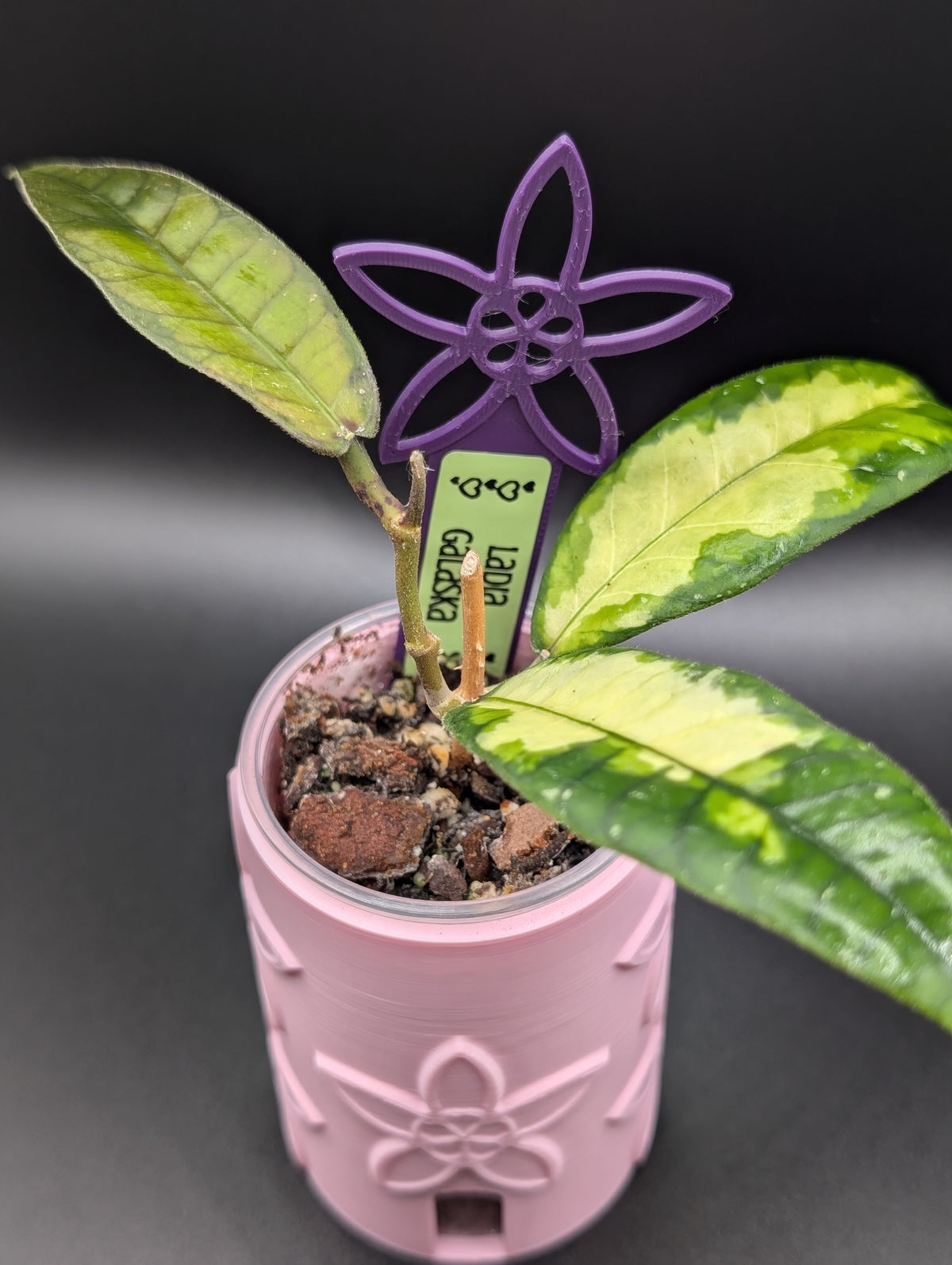 Rare Houseplants