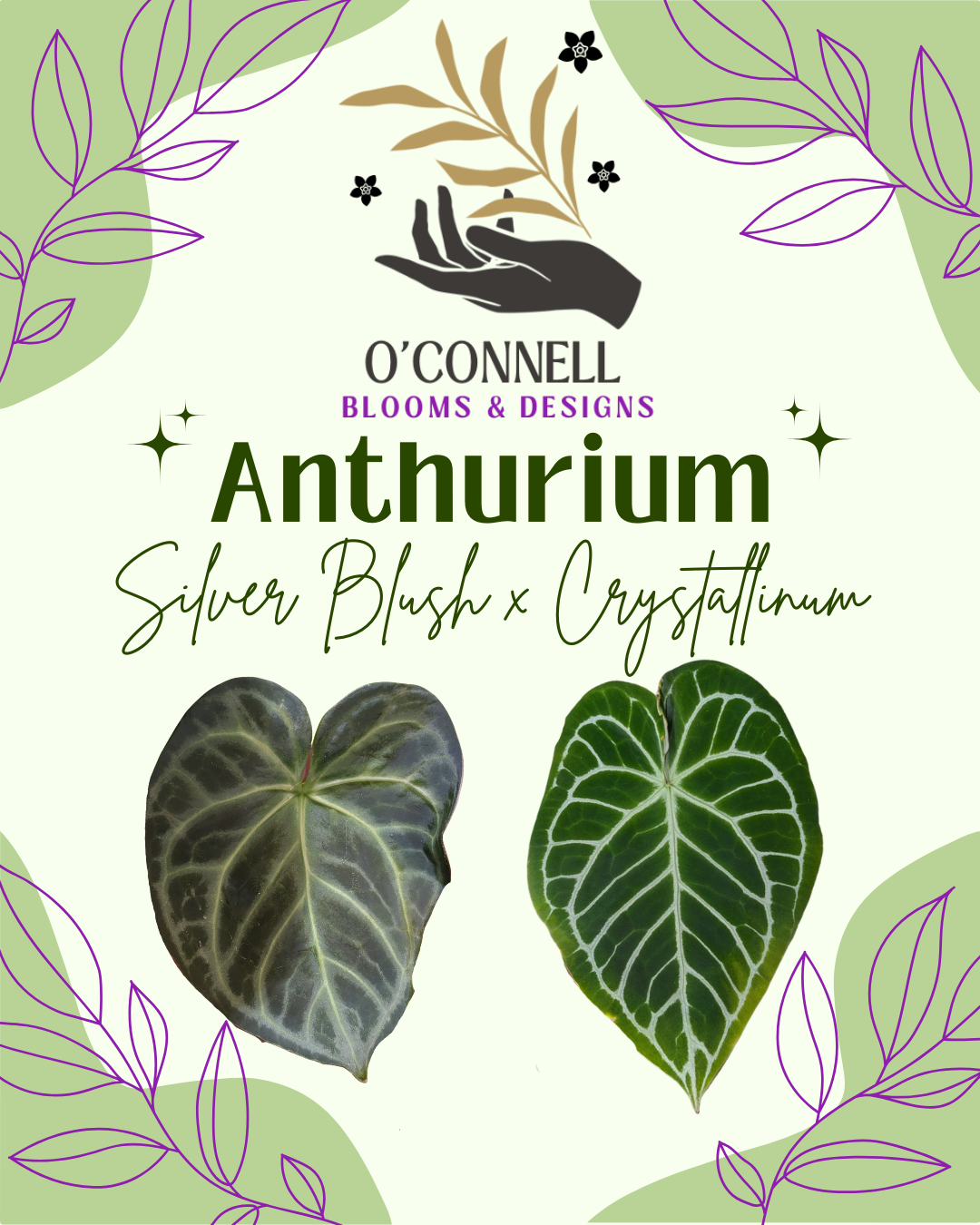 Anthurium Silver Blush x Crystallinum