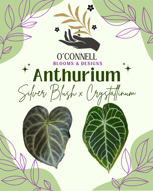 Anthurium Silver Blush x Crystallinum