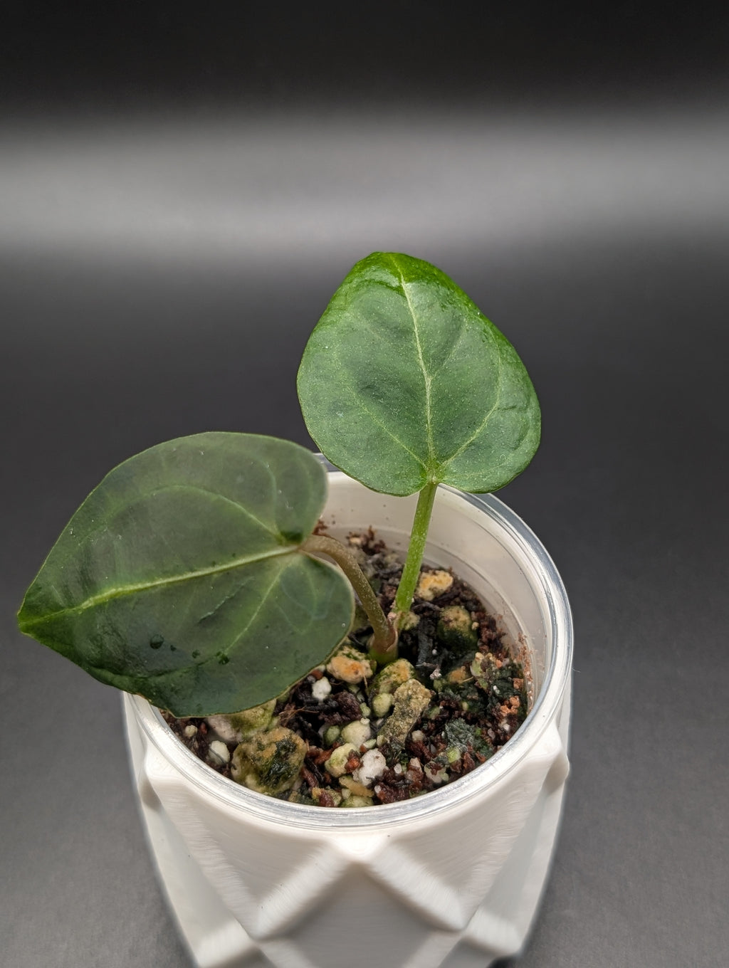 Anthurium Doc Block F2 x KOS/Port