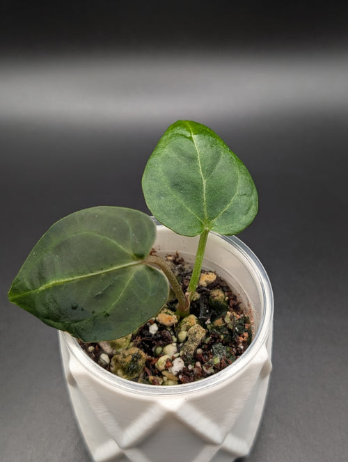 Anthurium Doc Block F2 x KOS/Port