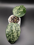 Hoya Latifolia 'MRH' Silver