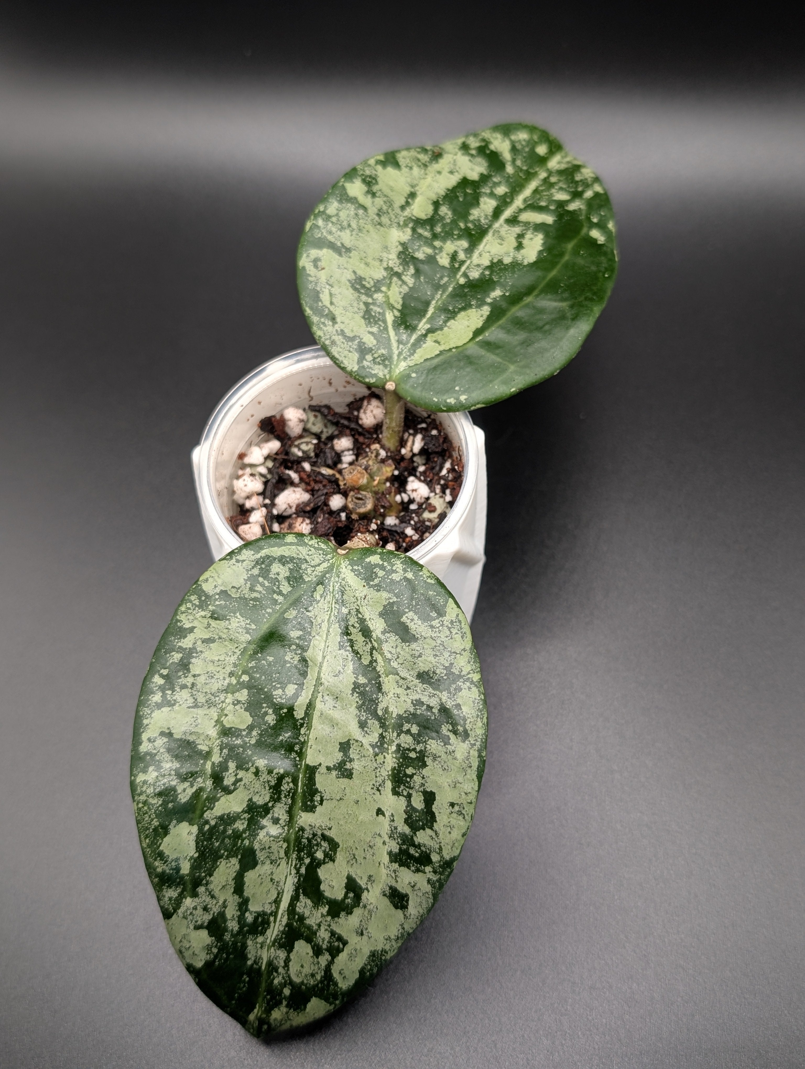 Hoya Latifolia 'MRH' Silver