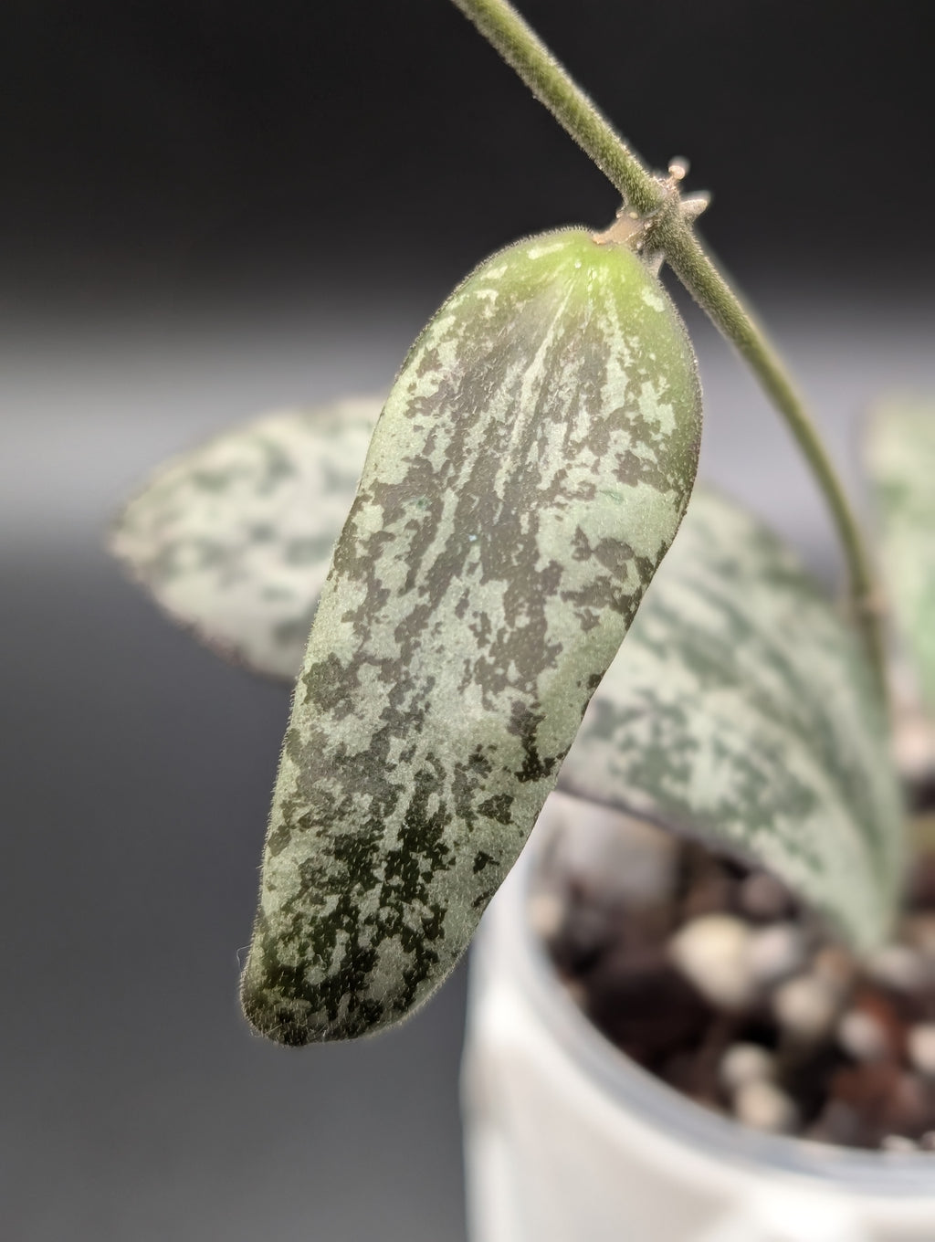 Hoya Sigillatis Silver