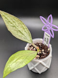 Hoya Germany Silver