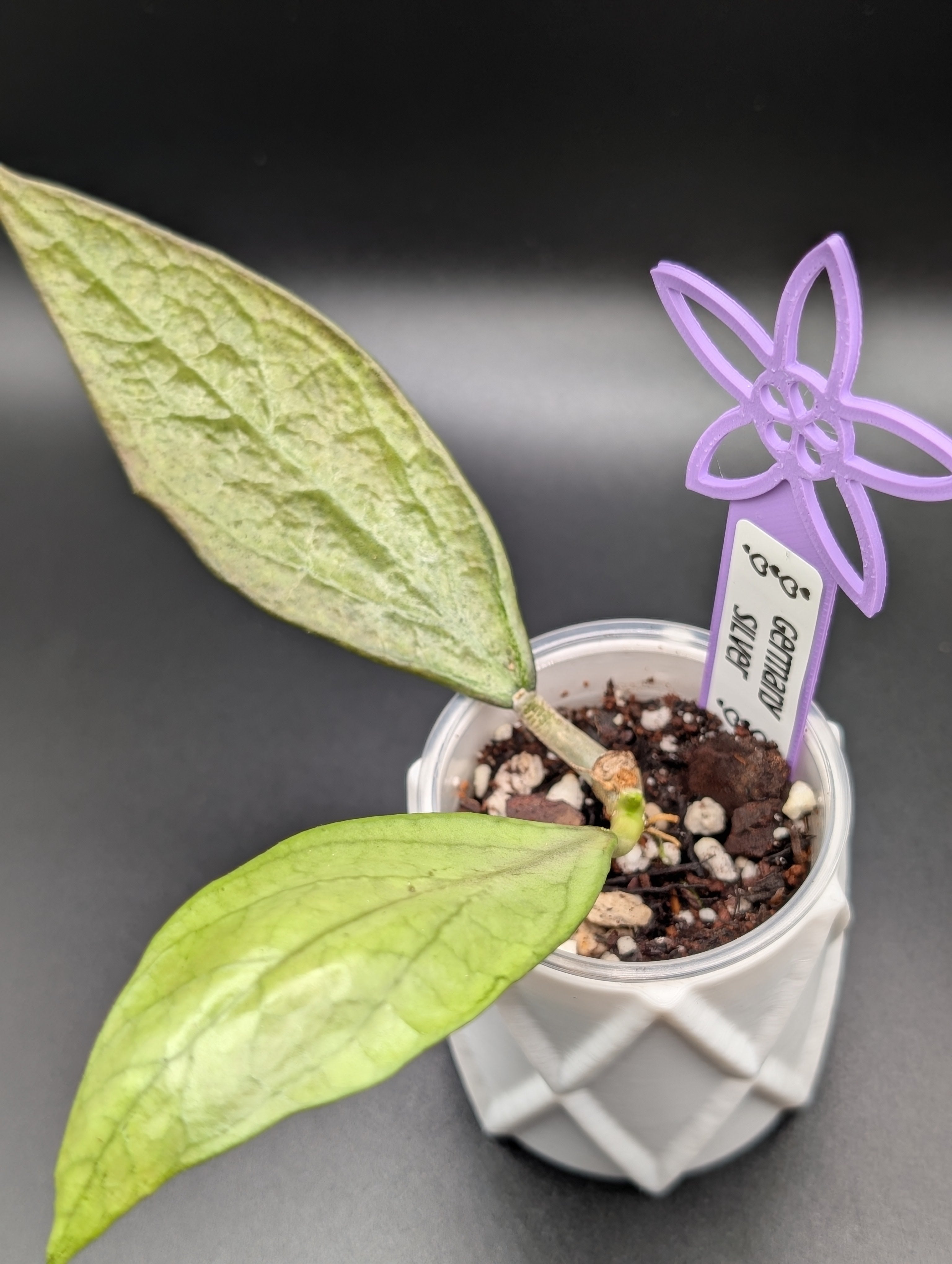 Hoya Germany Silver