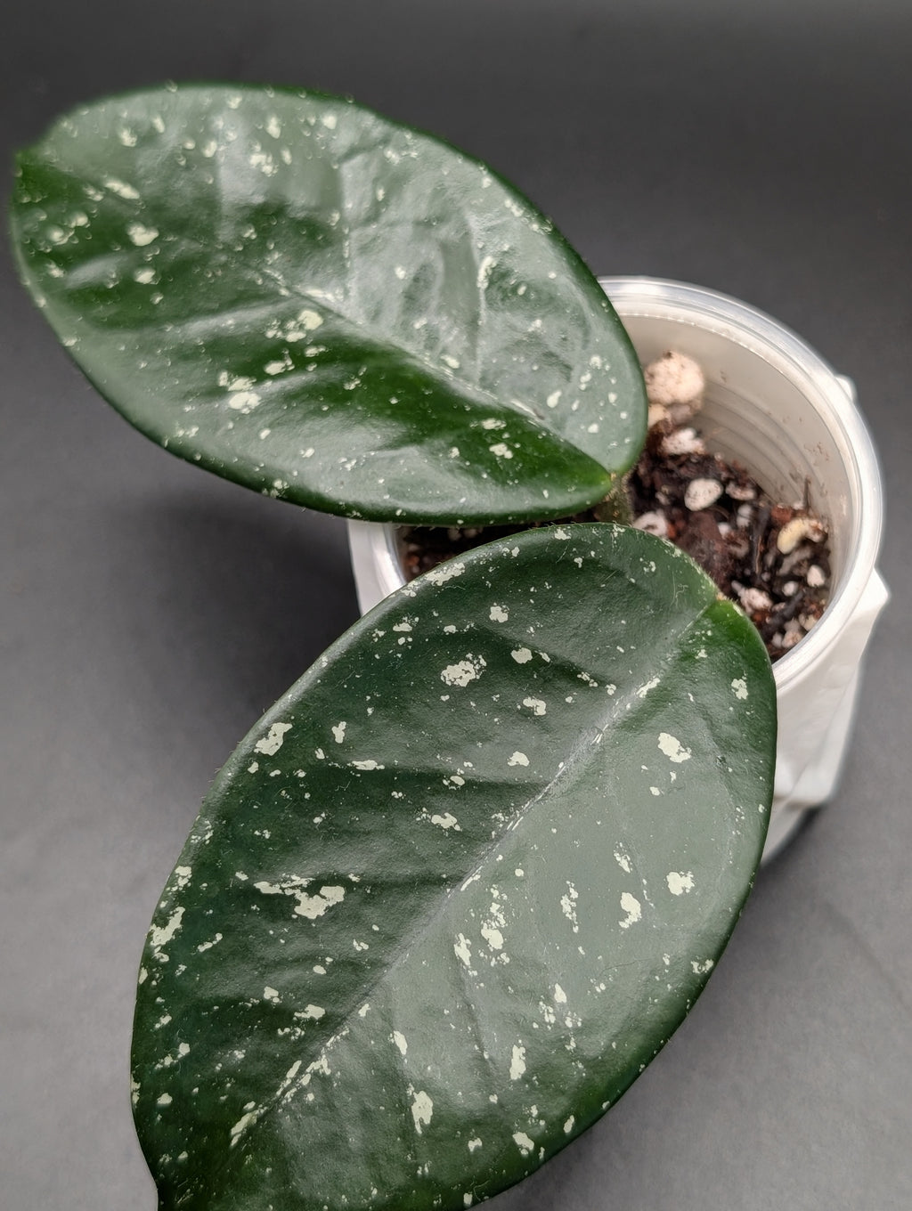 Hoya Carnosa 'Freckles'