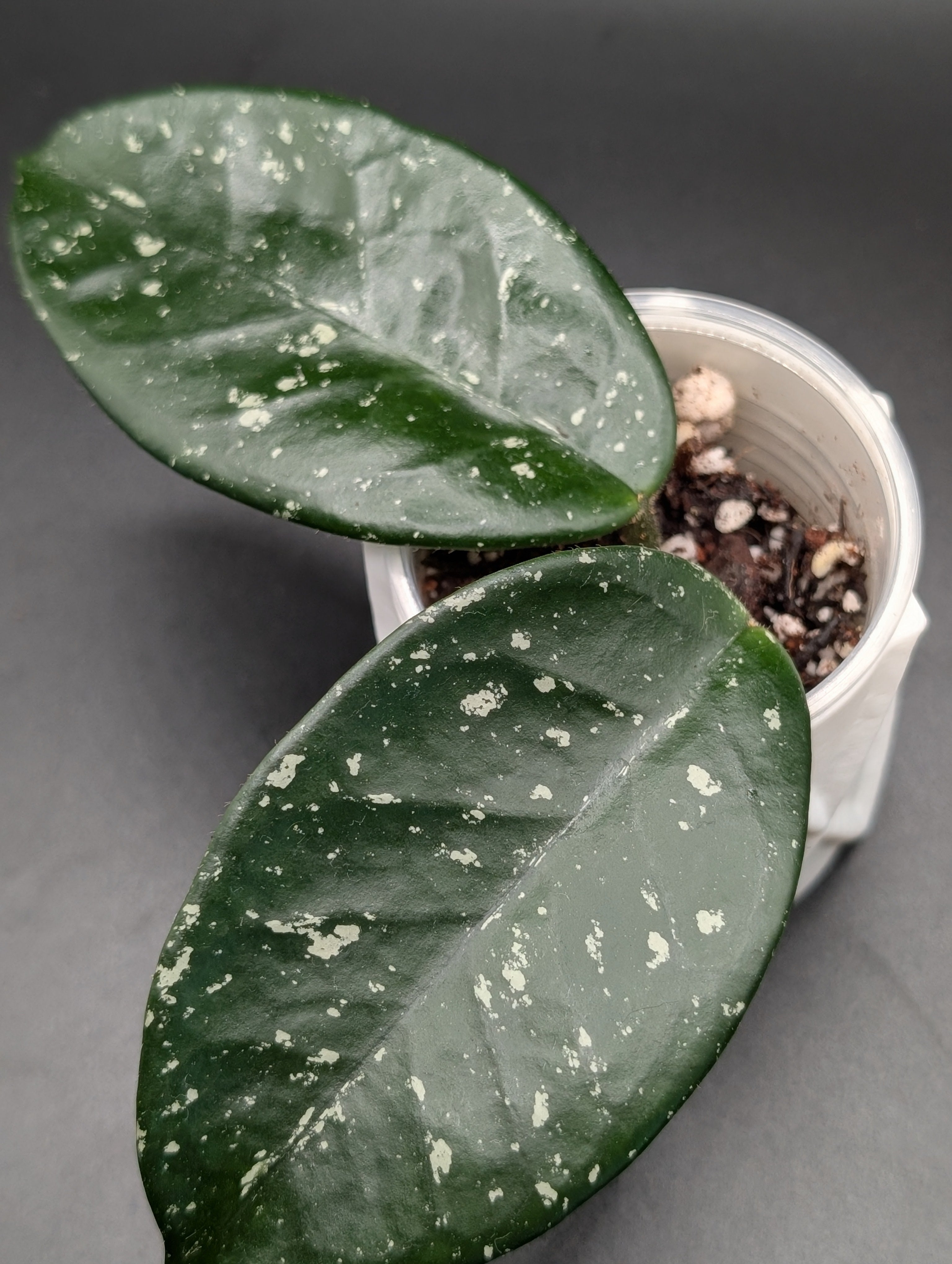 Hoya Carnosa 'Freckles'