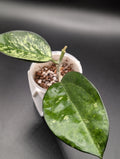 Hoya Patcharawalai 023 Splash