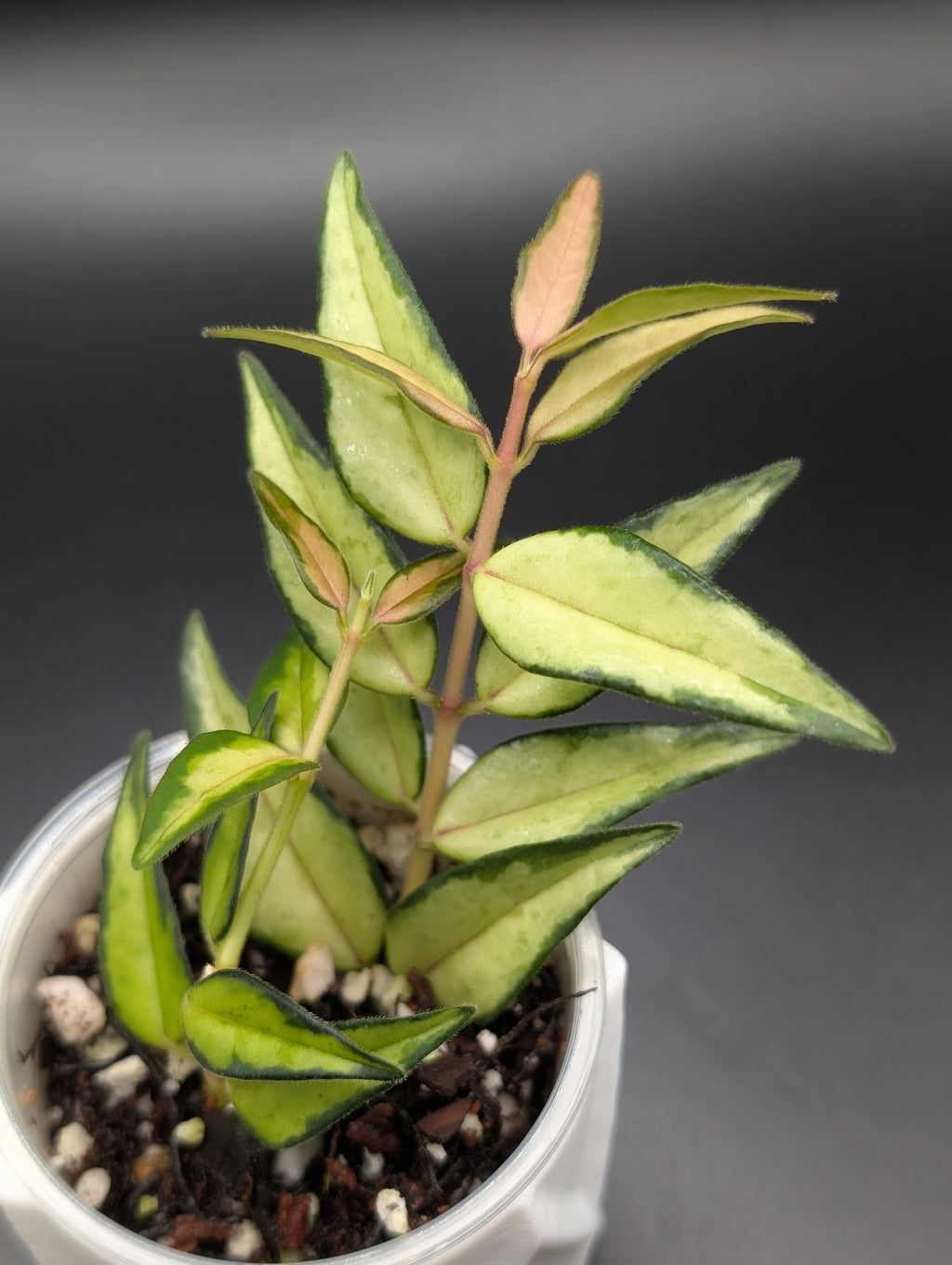 Hoya Bella Luis Bois