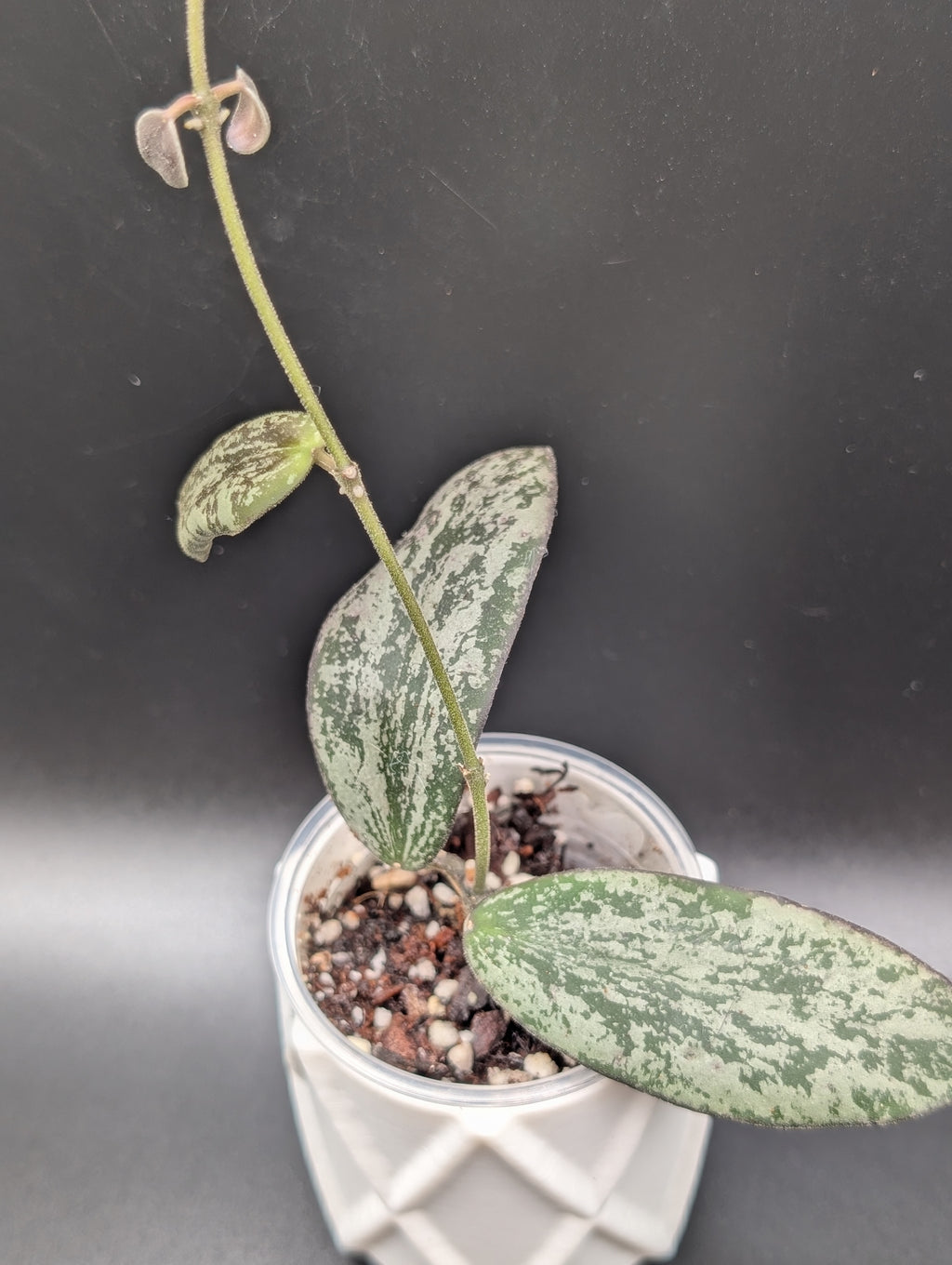 Hoya Sigillatis Silver