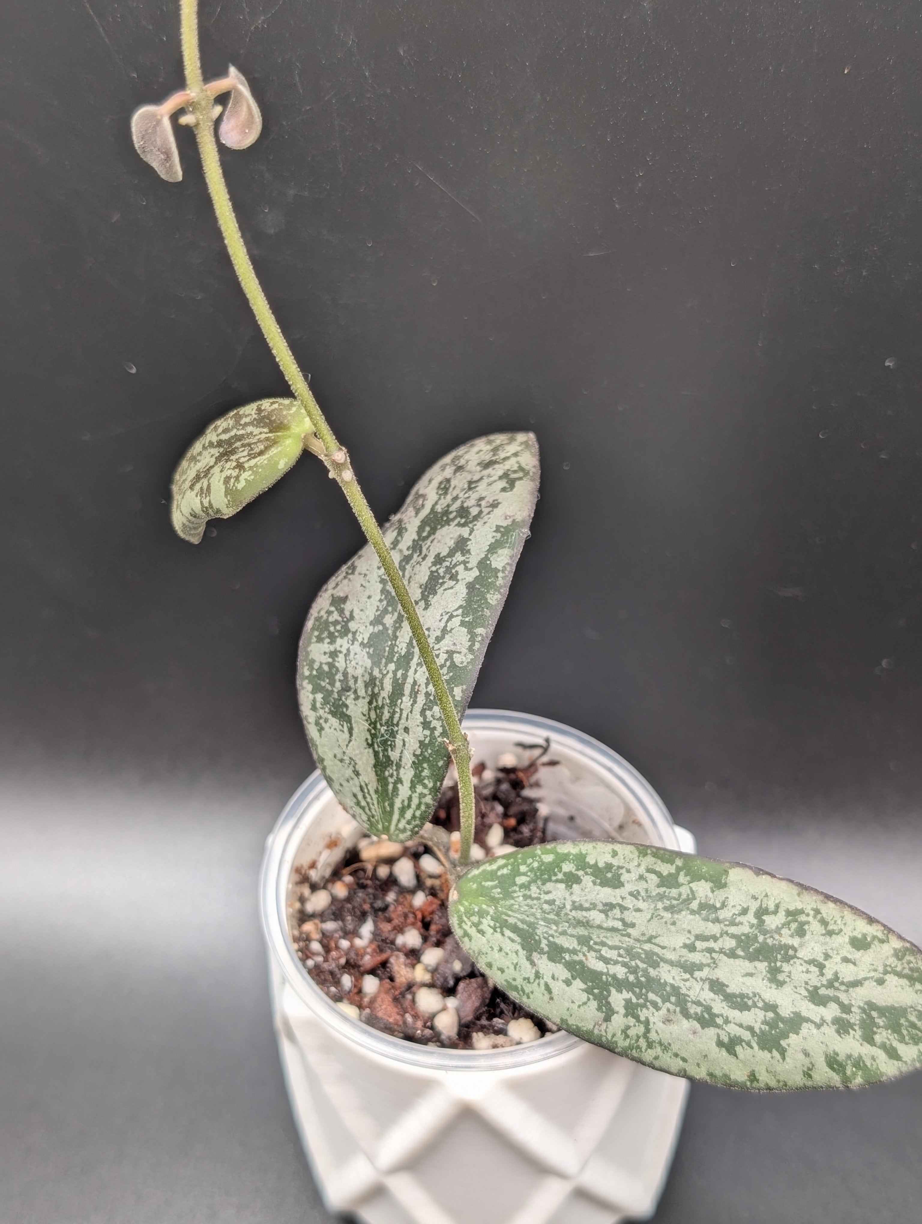 Hoya Sigillatis Silver