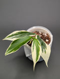 Hoya Polyneura Albo