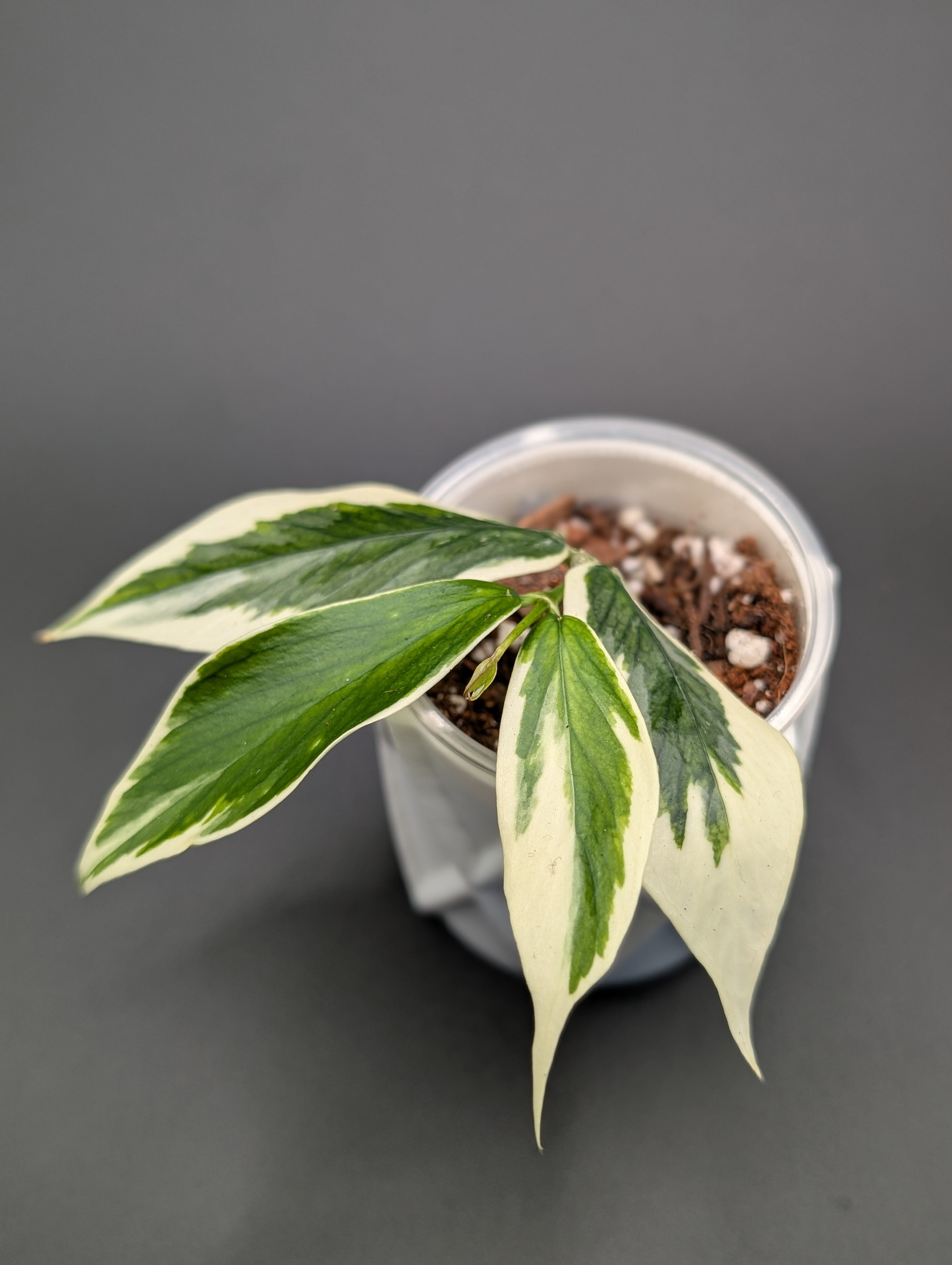 Hoya Polyneura Albo