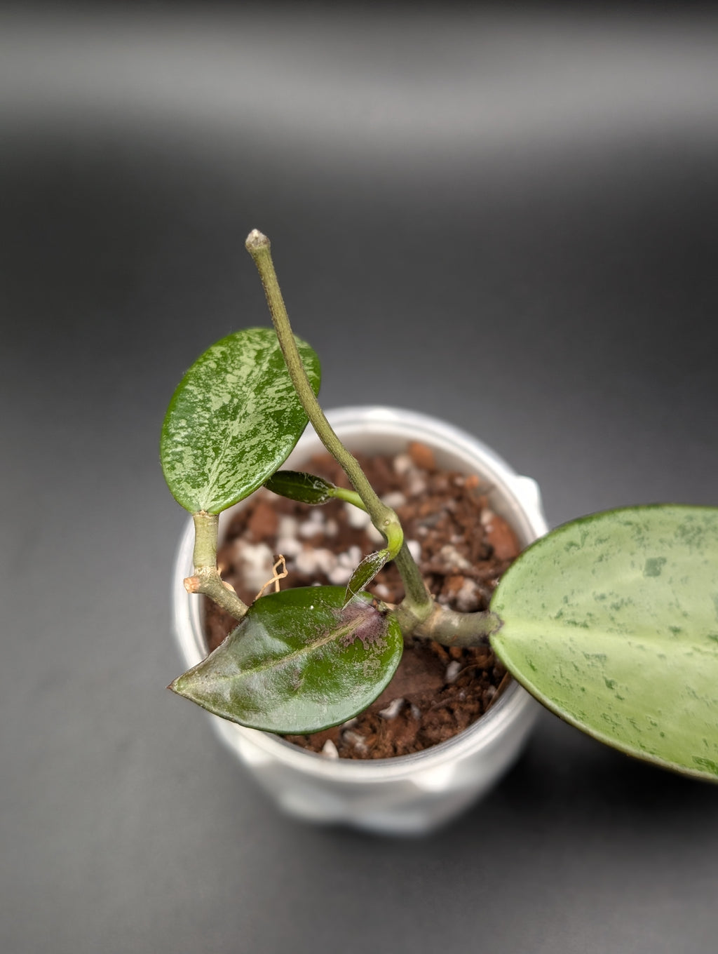 Hoya Rime Splash