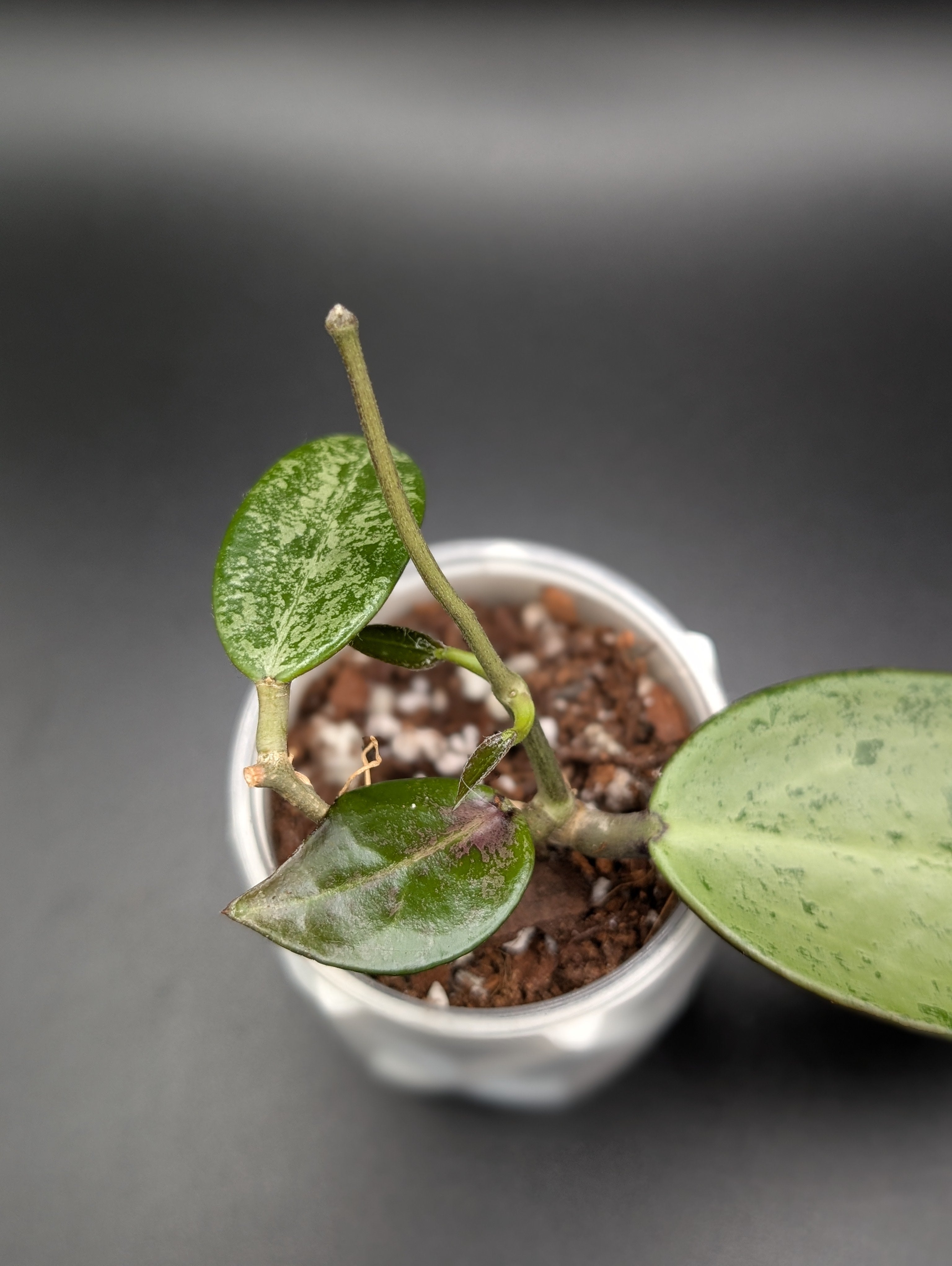 Hoya Rime Splash