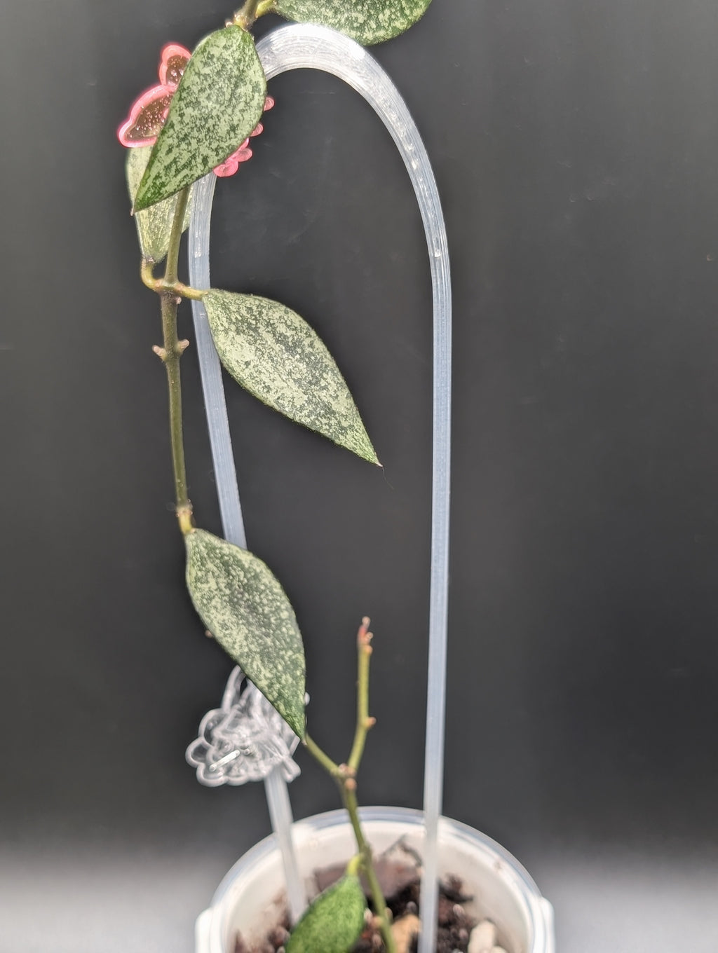 Hoya Parviflora 'Tala' (UPT 006)