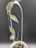Hoya Parviflora 'Tala' (UPT 006)