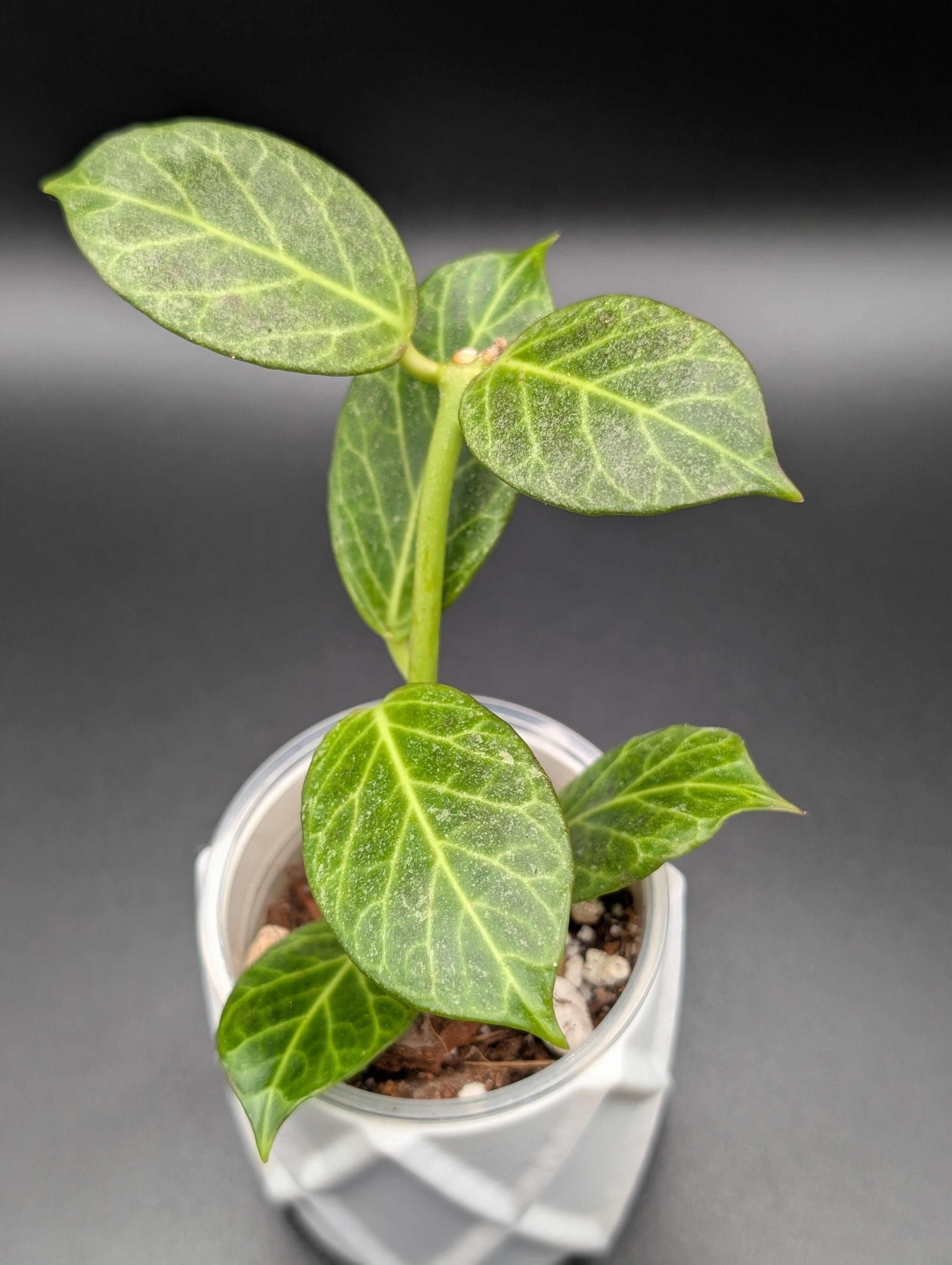 Hoya Obscura Silver