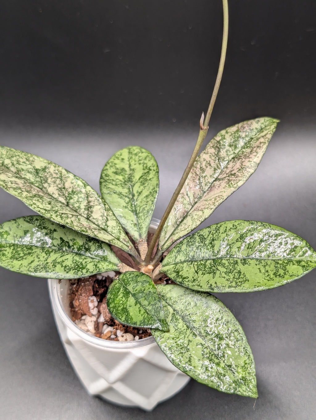 Hoya Crassipetiolata Silver