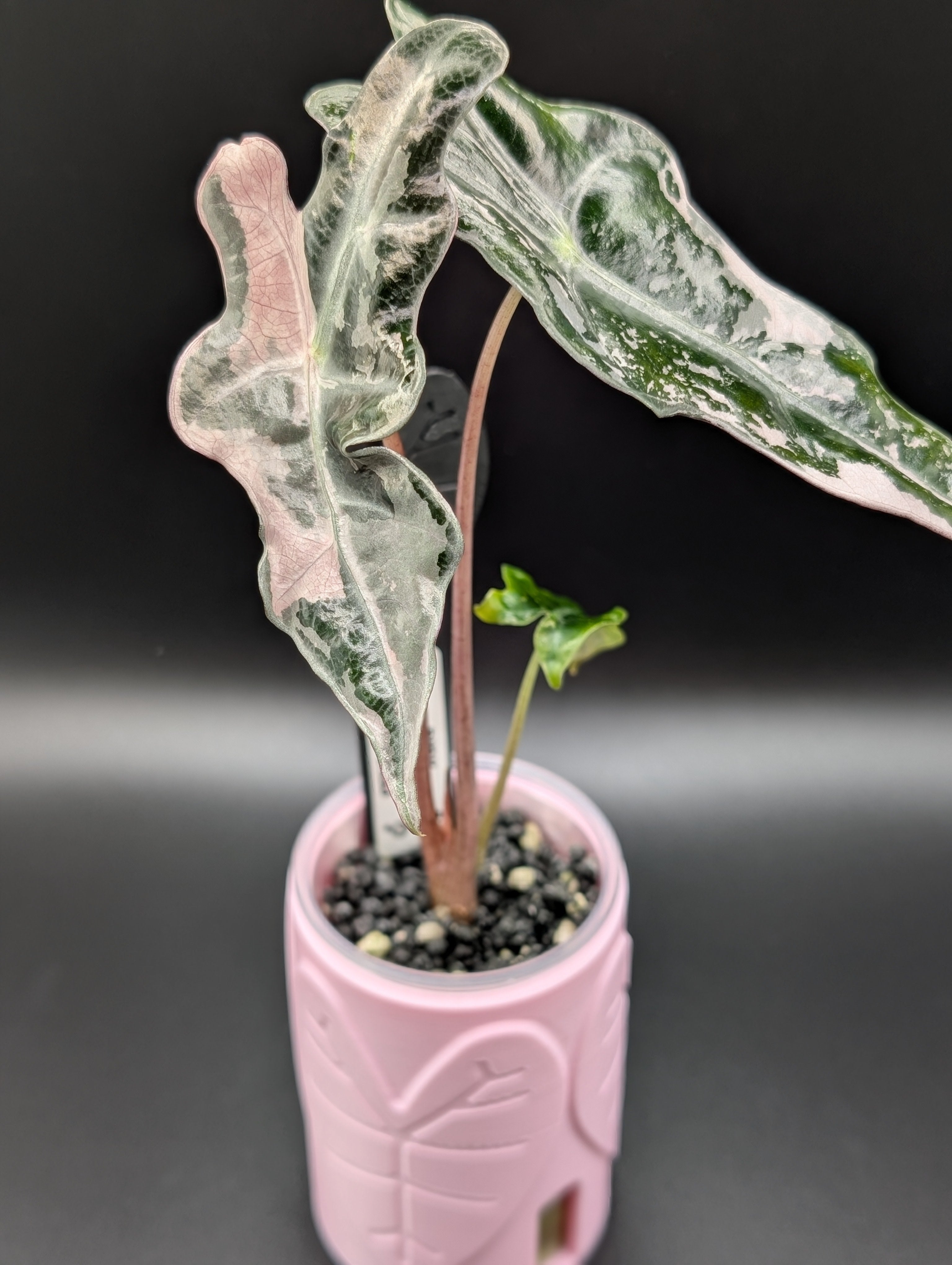 'Plant Bestie' Self-Watering Pot