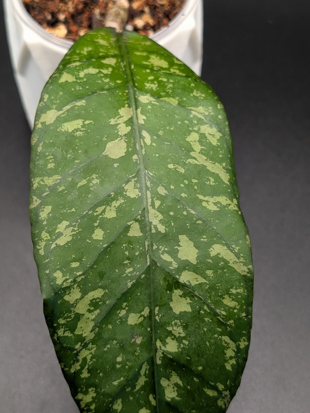 Hoya Clemensiorum Kemiri