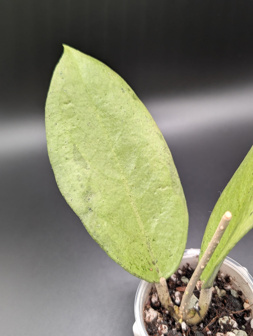 Hoya Menak Sopal Silver