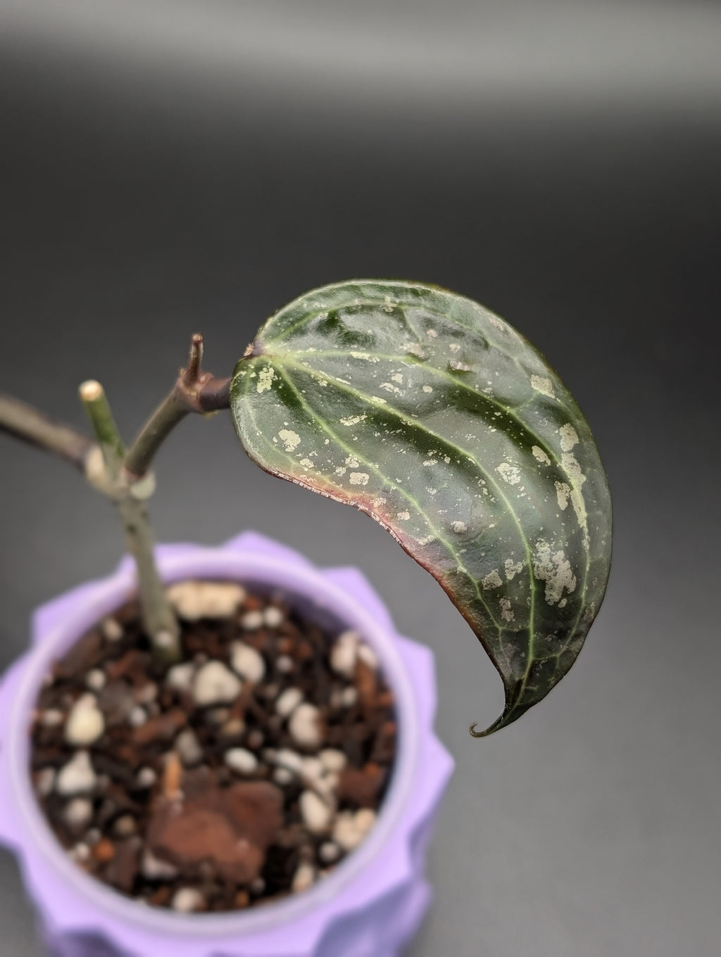 Hoya Latifolia Indo Splash