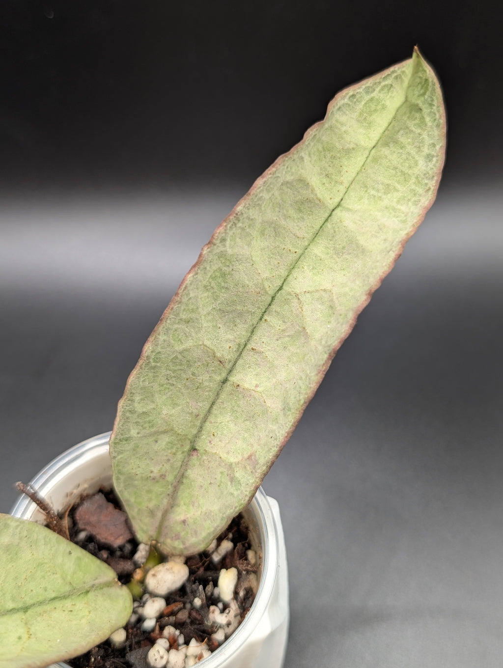 Hoya Mitrata Pearl Gold
