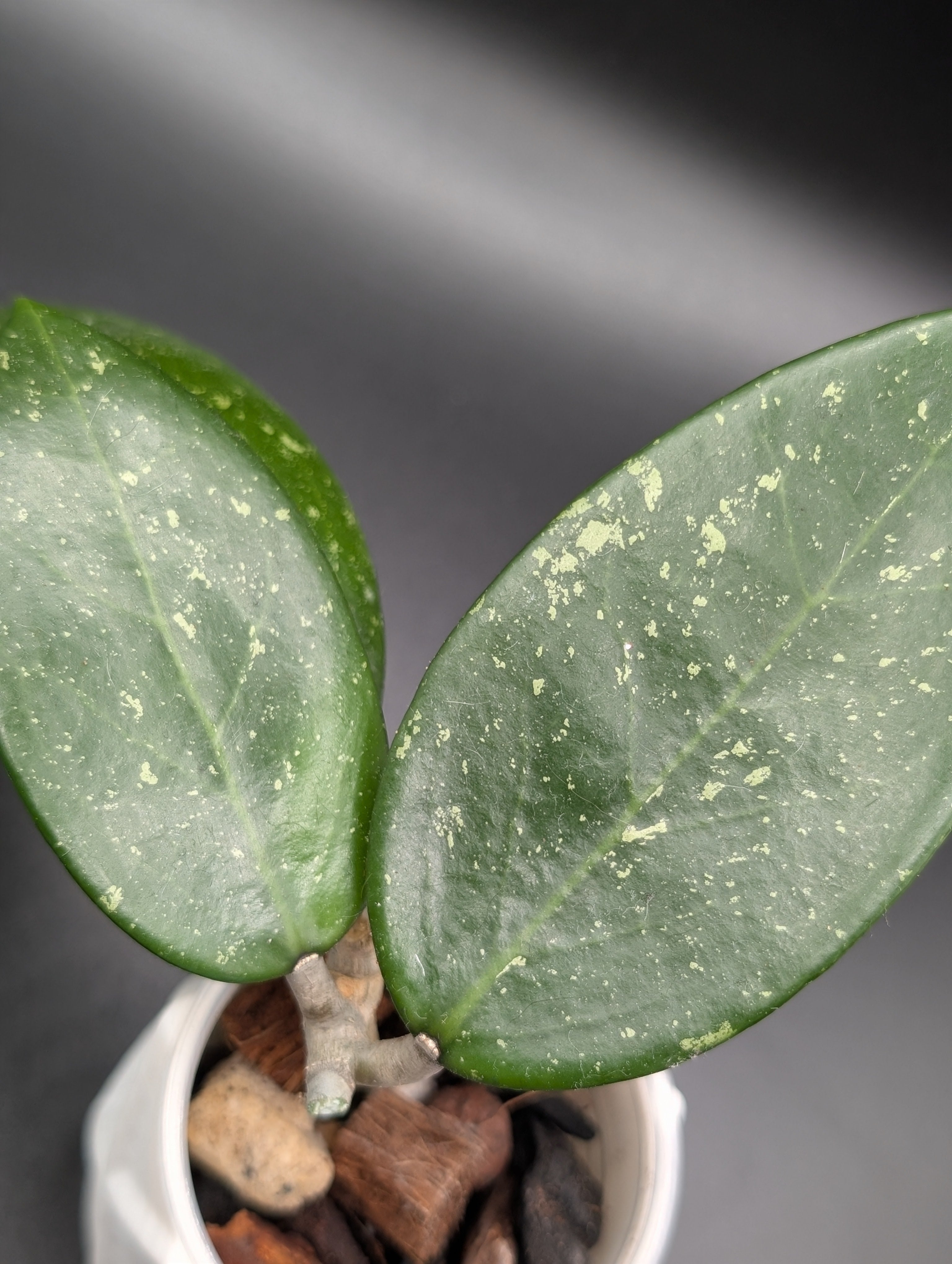 Hoya sp. Vietnam (splash) AH-001