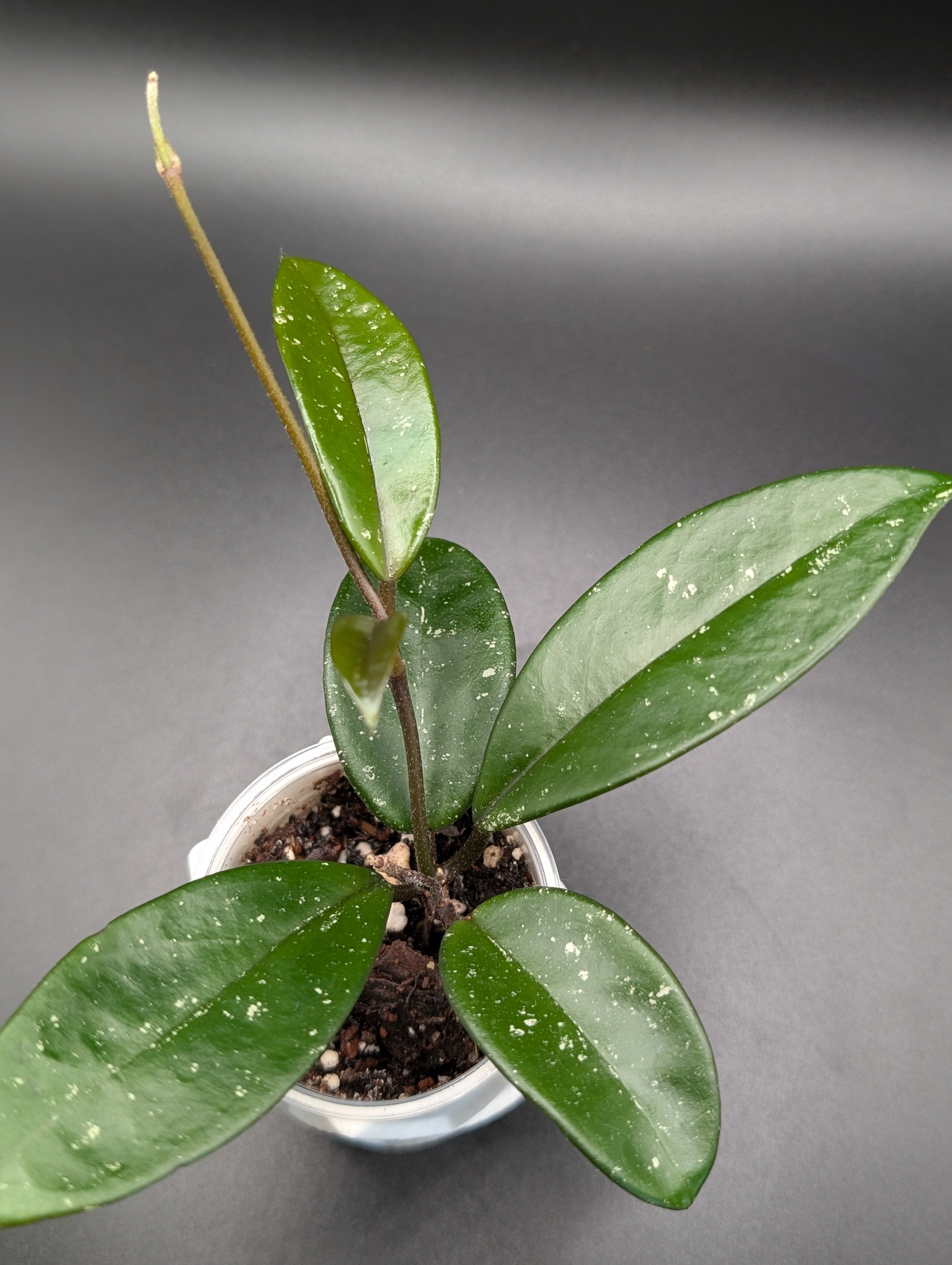 Hoya SMS Crystal