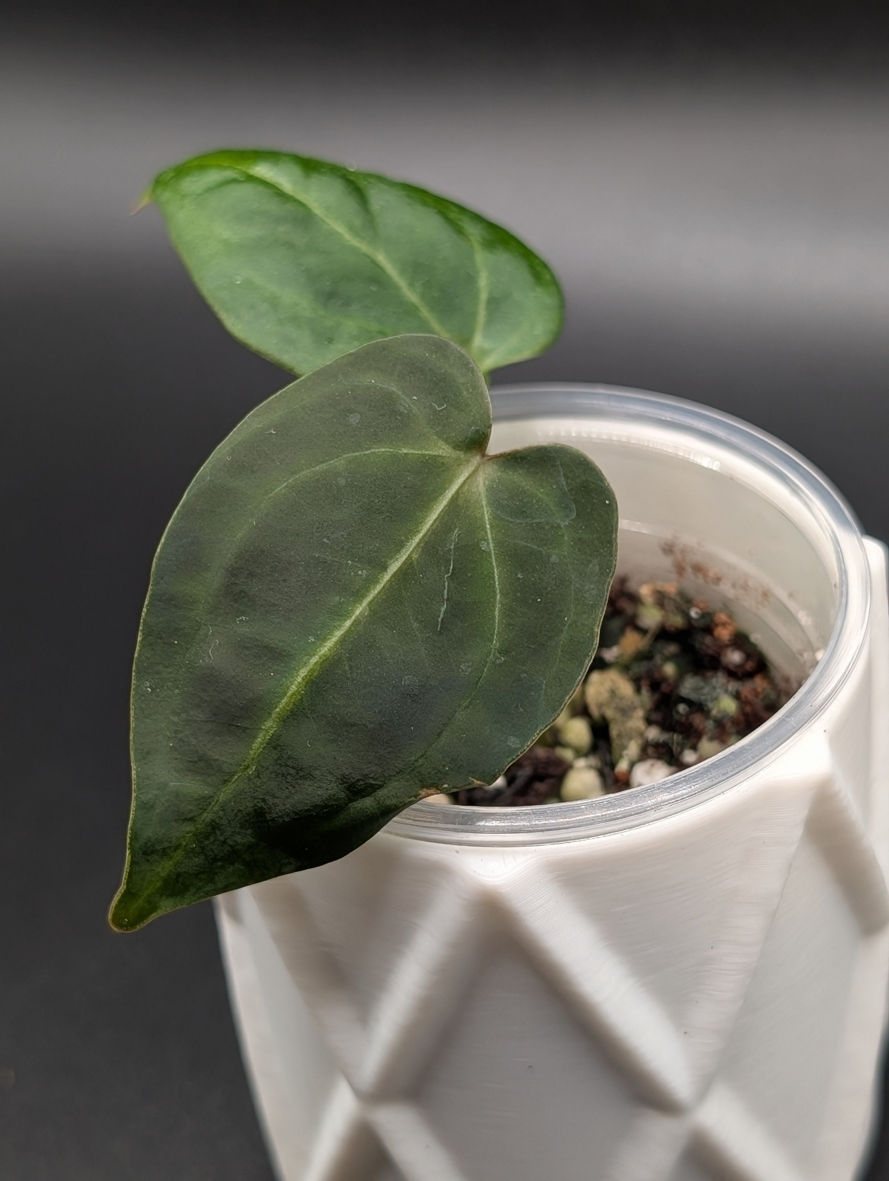 Anthurium Doc Block F2 x KOS/Port