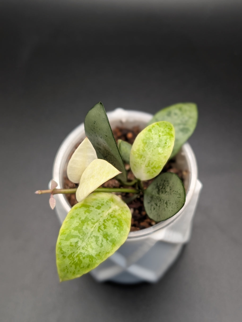 Hoya Lacunosa Gayung