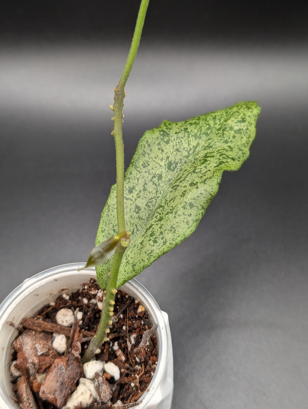 Hoya Incrassata Silver