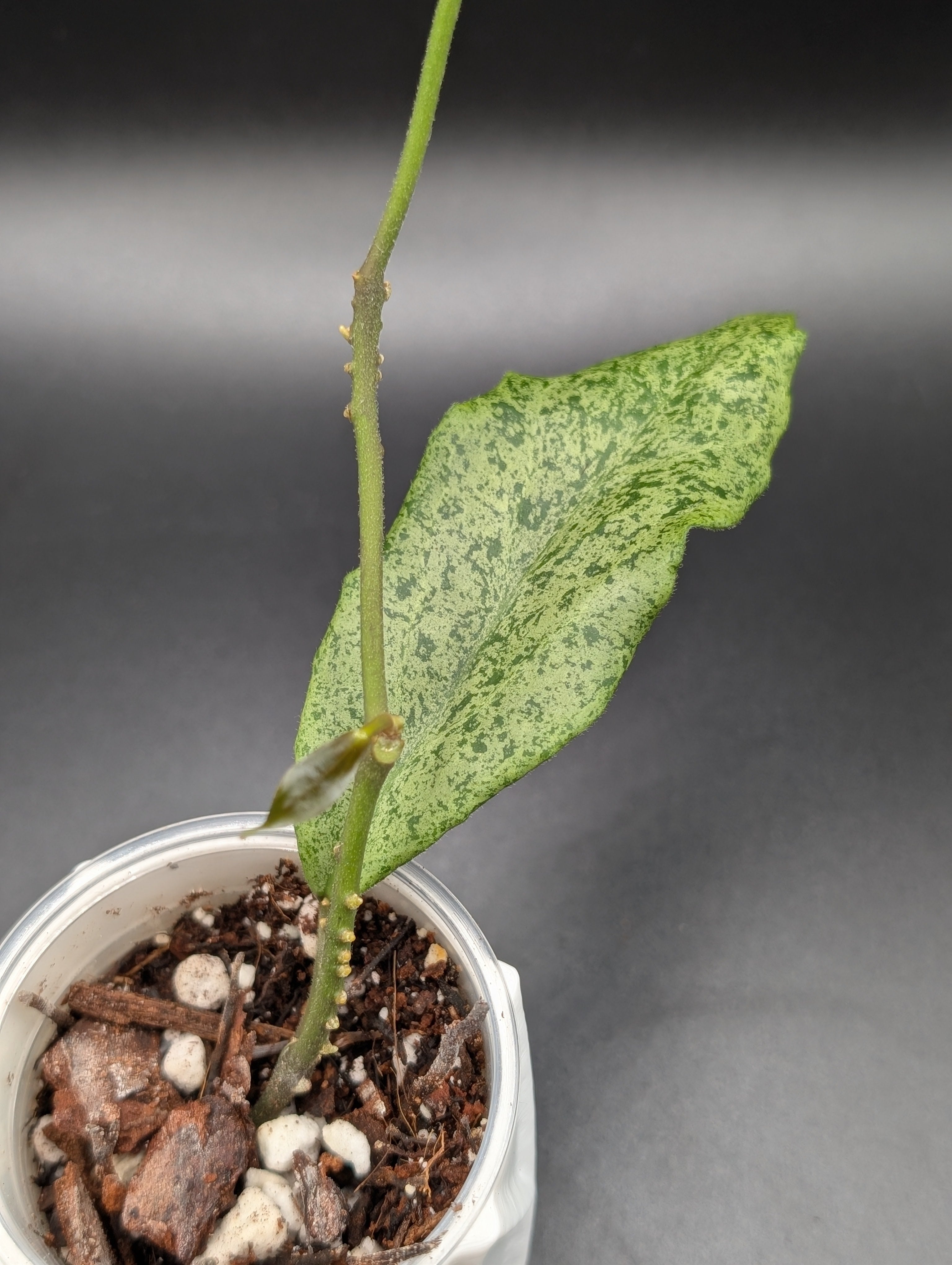 Hoya Incrassata Silver