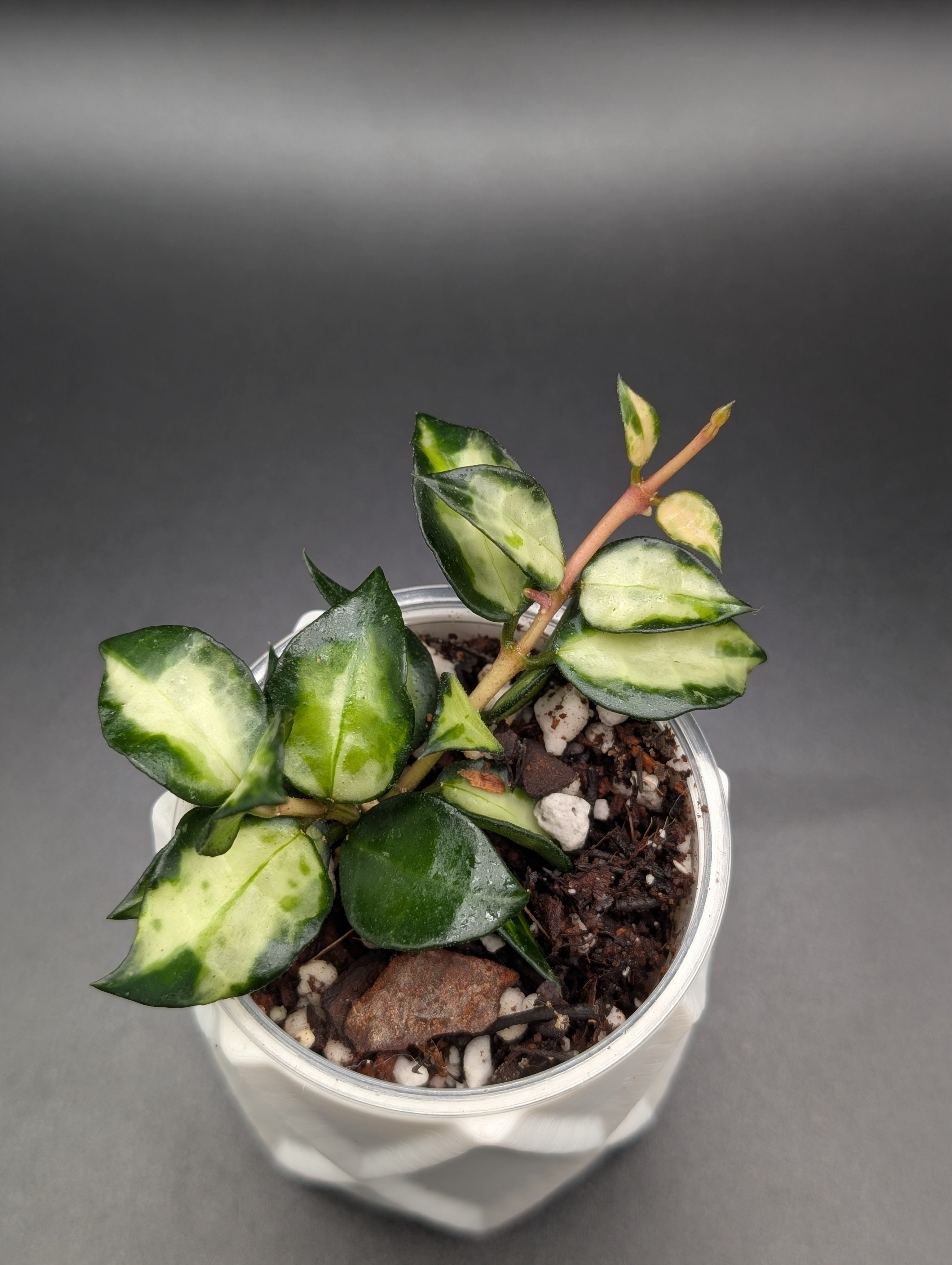 Hoya Lacunosa Tricolor Bruno