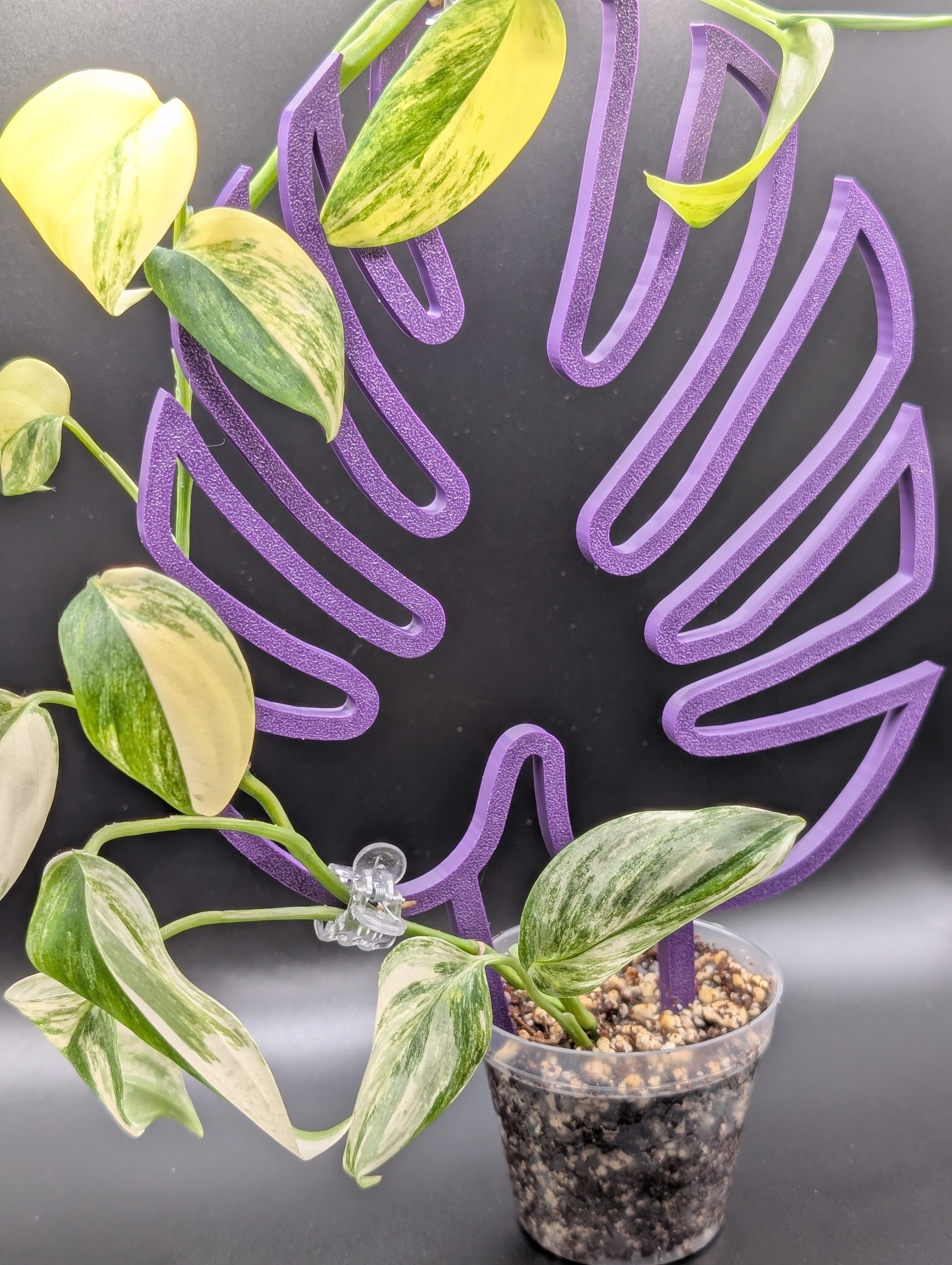 Monstera Trellis