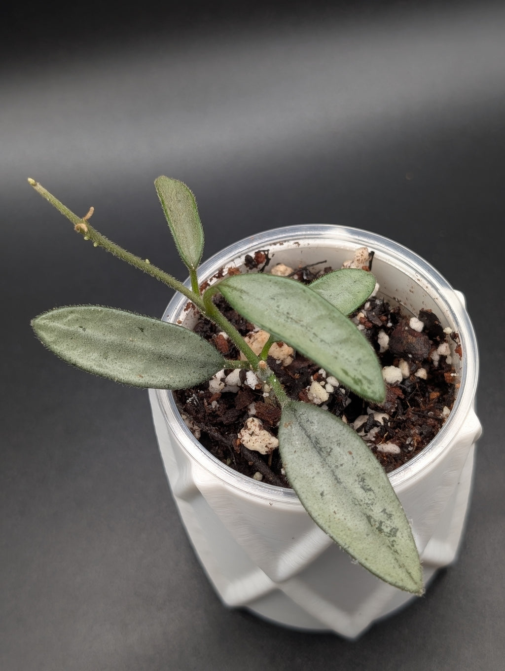 Hoya Lima Silver