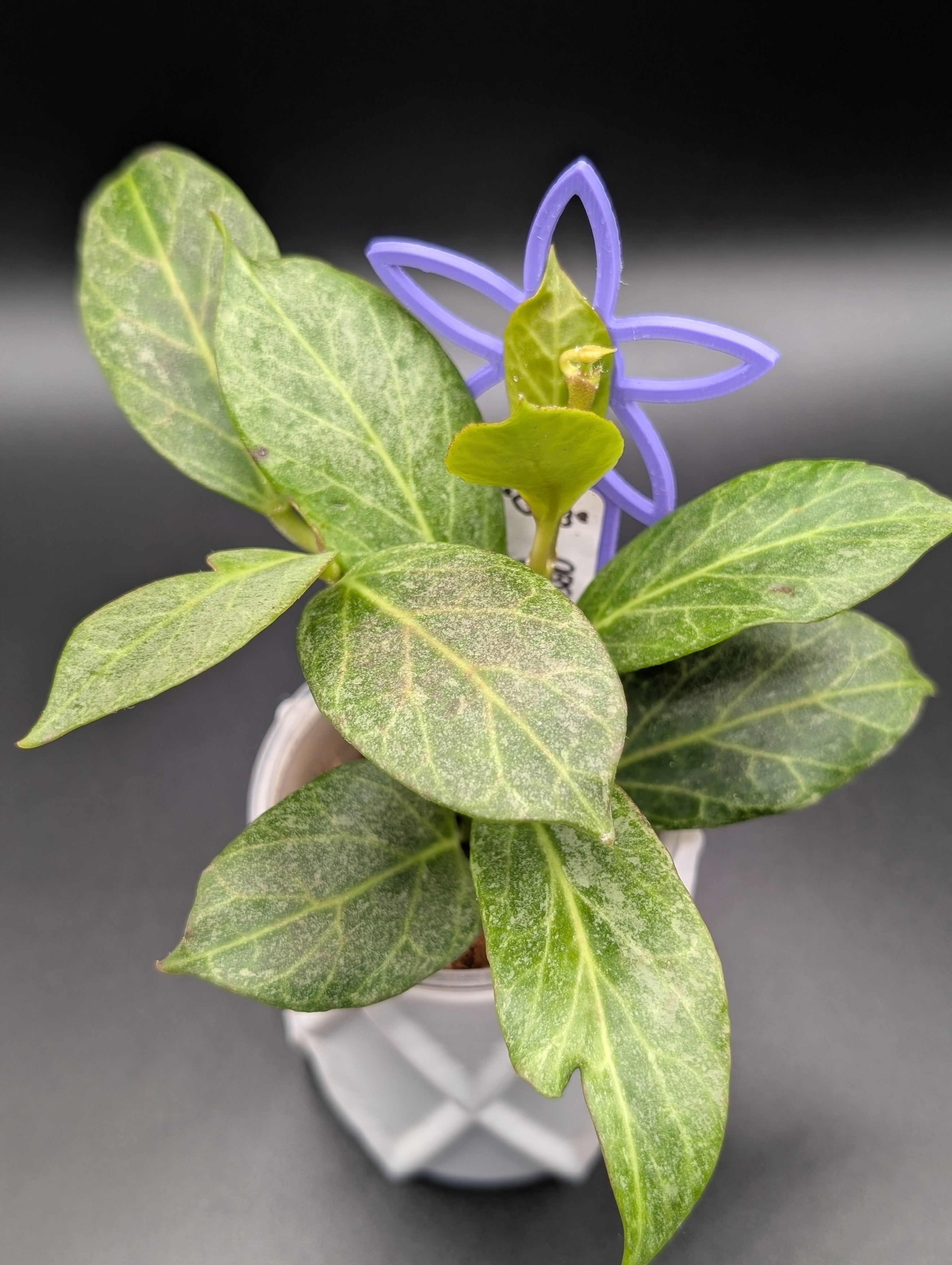 Hoya Obscura Silver