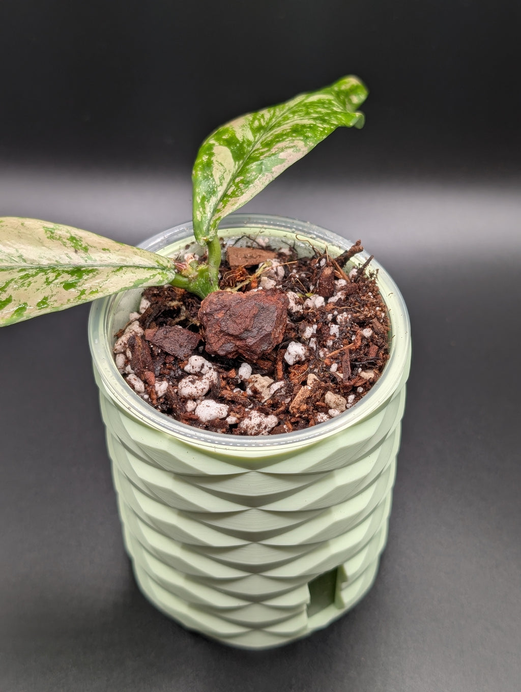 'Diamonds Aren't Forever' Self-Watering Pot