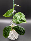 Scindapsus NOID