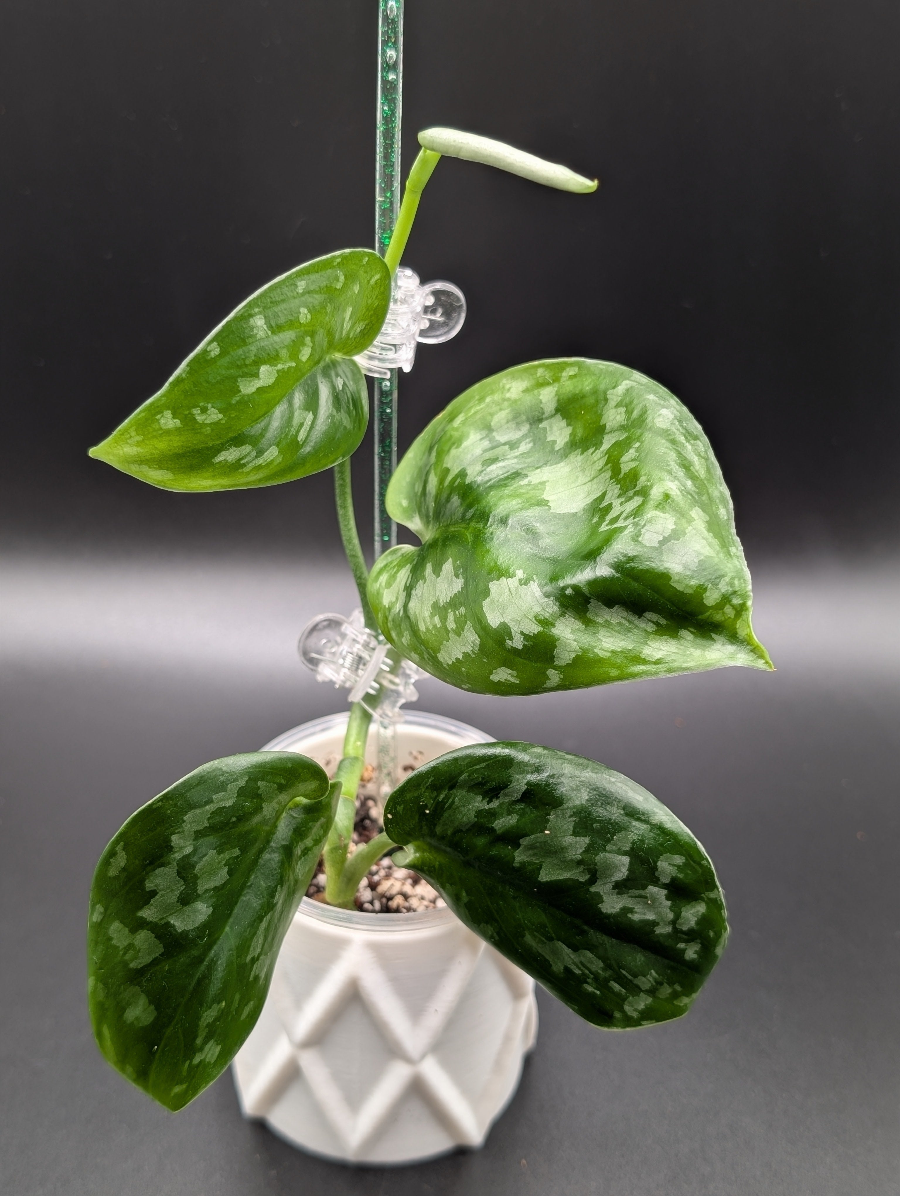 Scindapsus NOID