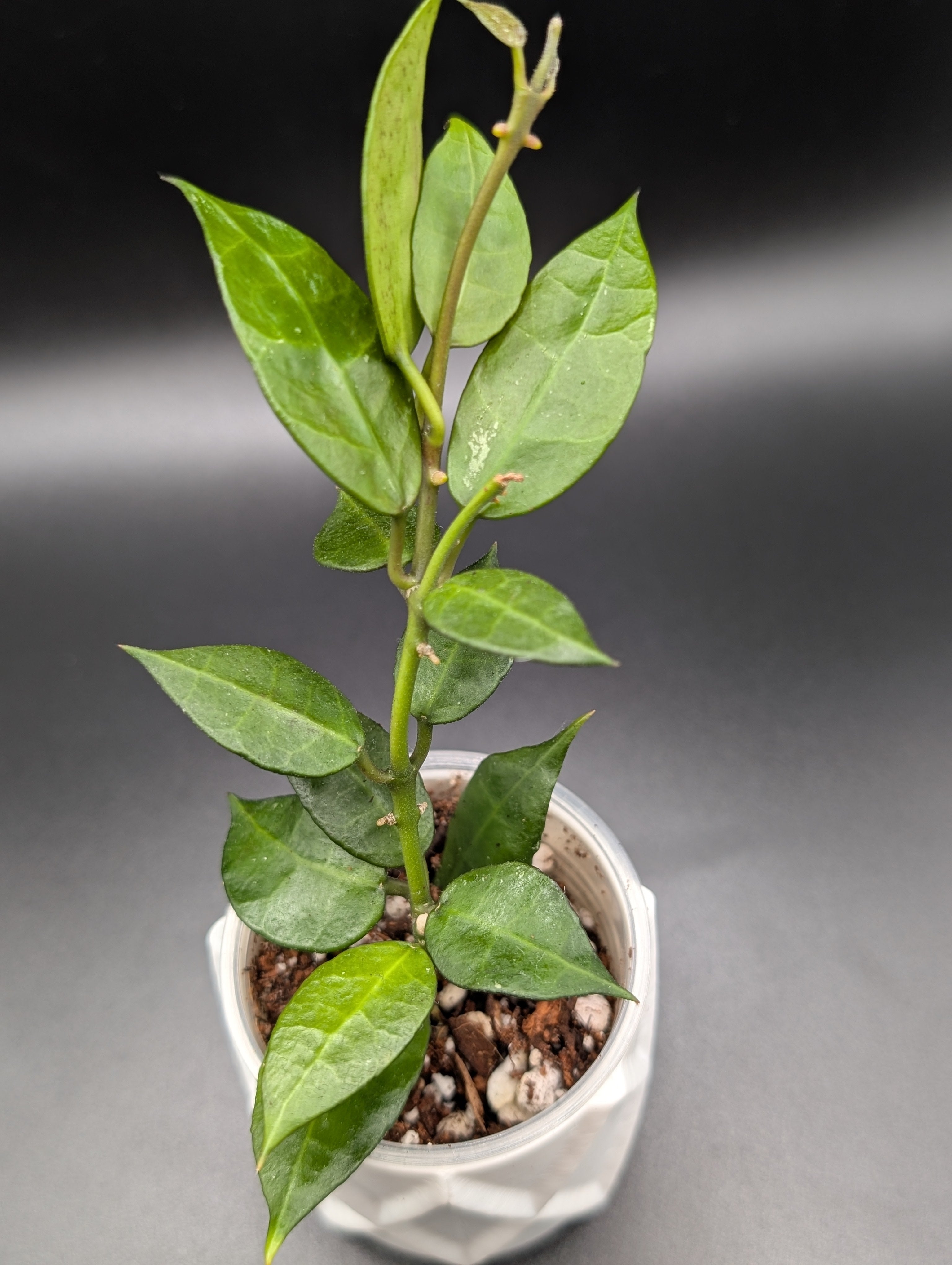 Hoya Lacunosa x Sunrise (UPT 007)