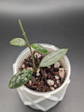 Hoya Lima Silver