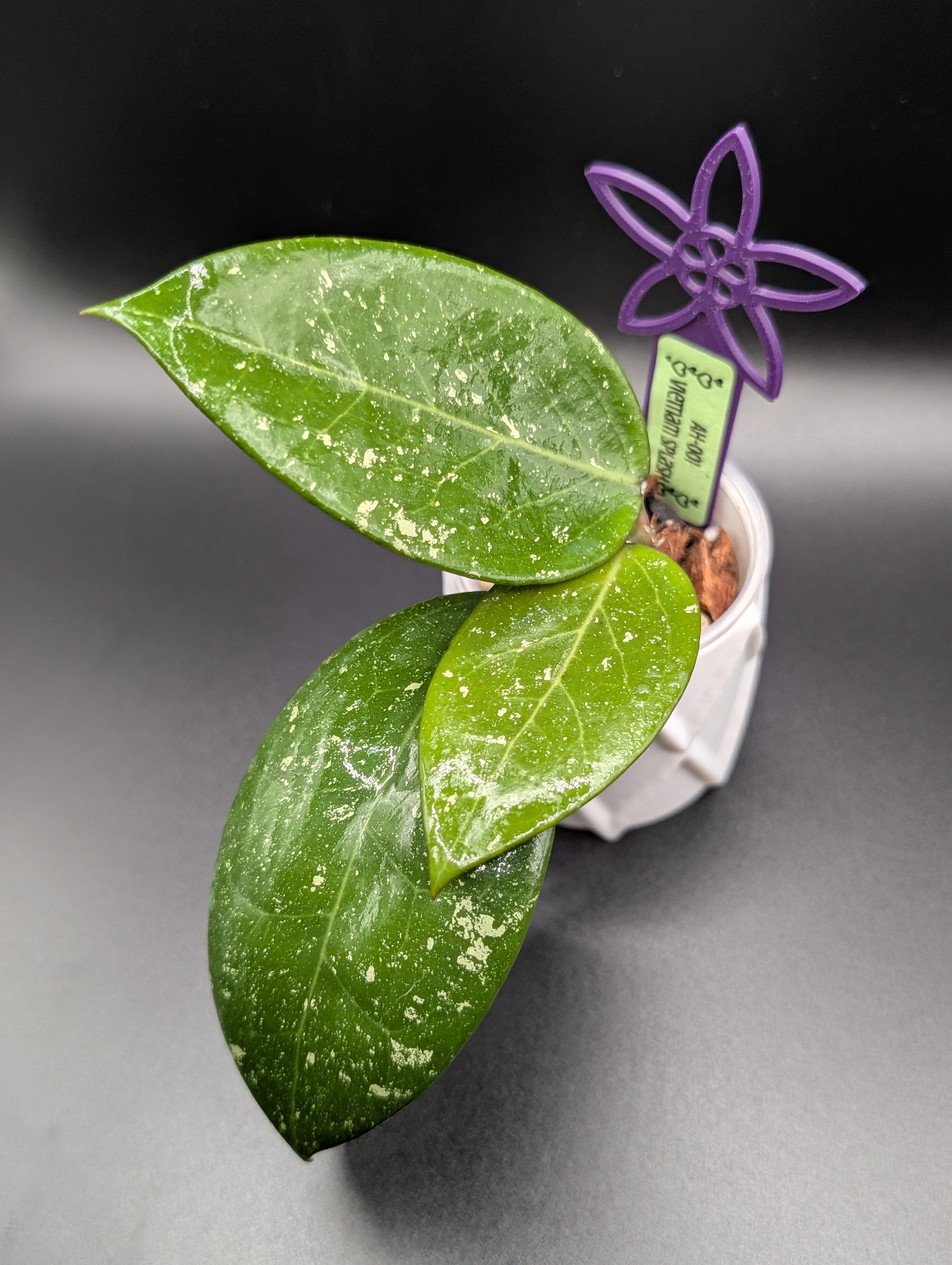 Hoya sp. Vietnam (splash) AH-001