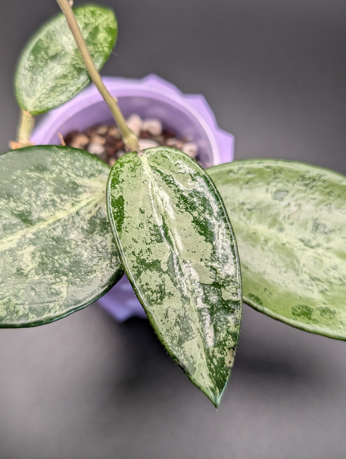Hoya Rime Splash
