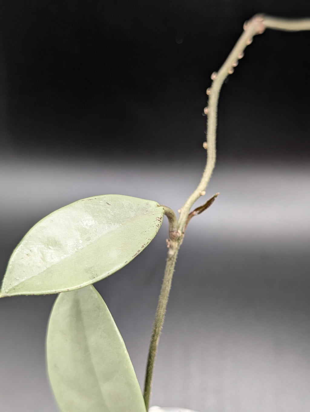 Hoya Wilbur Graves Silver