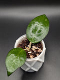 Hoya Jordana