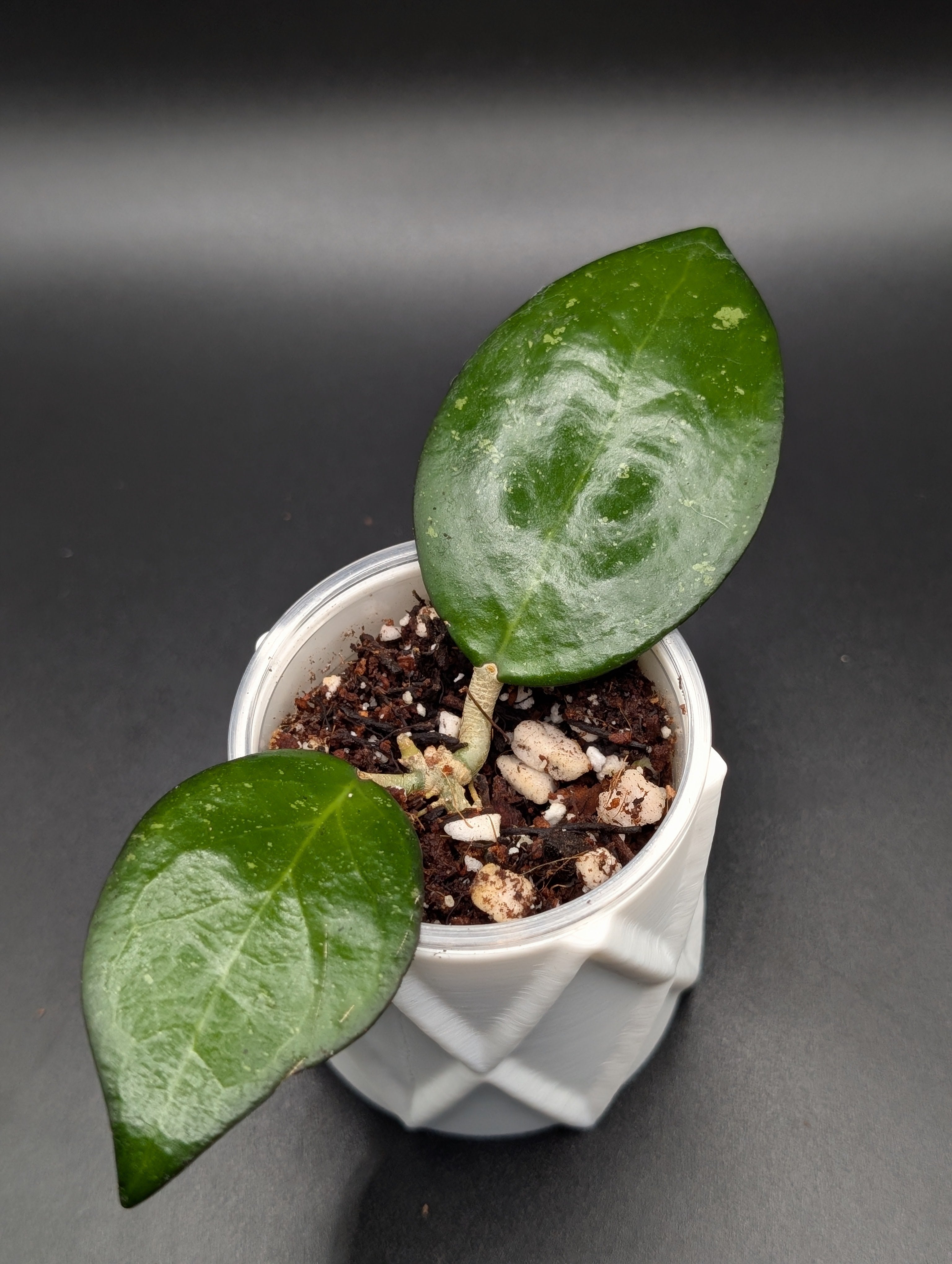 Hoya Jordana