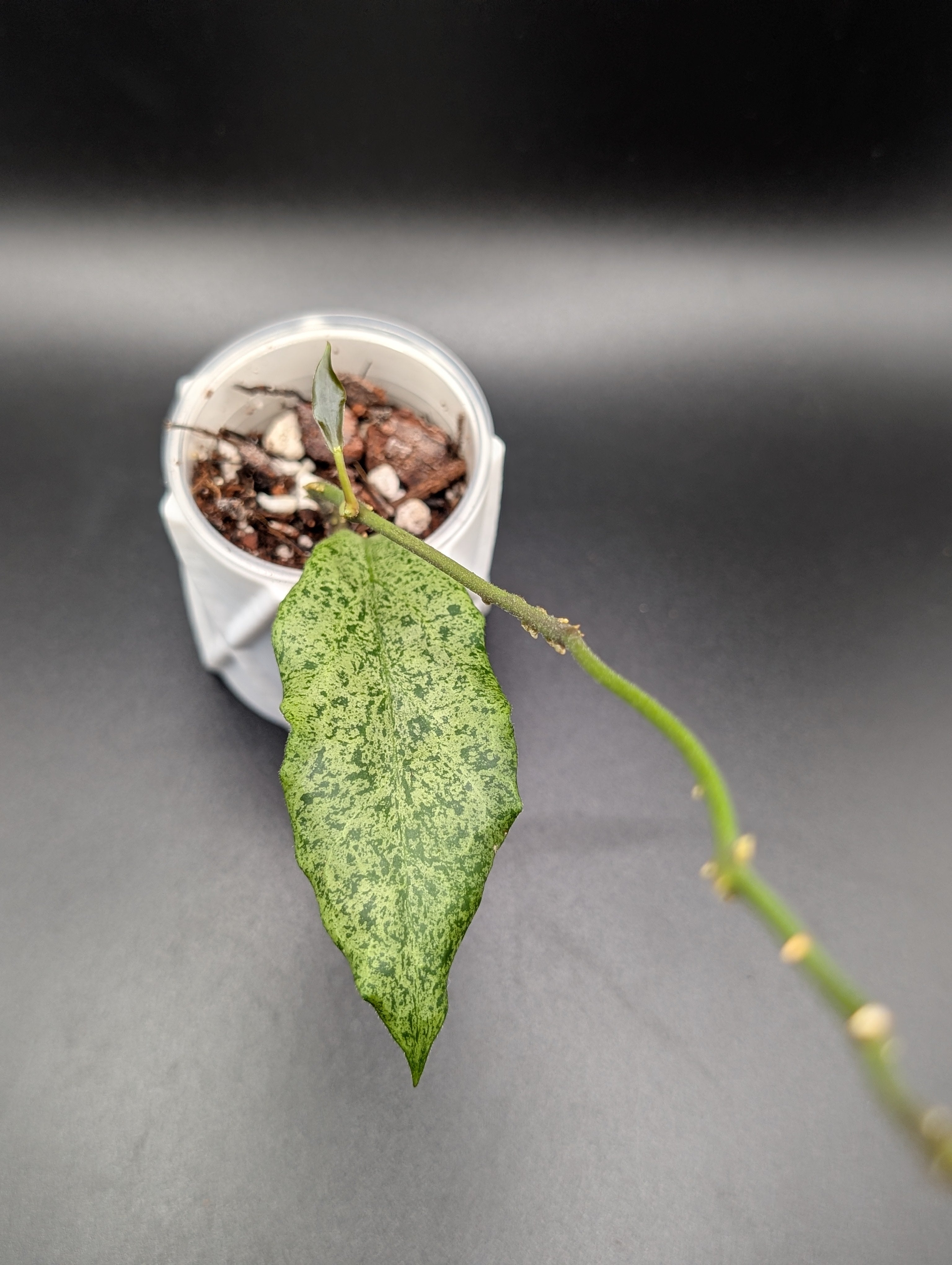 Hoya Incrassata Silver